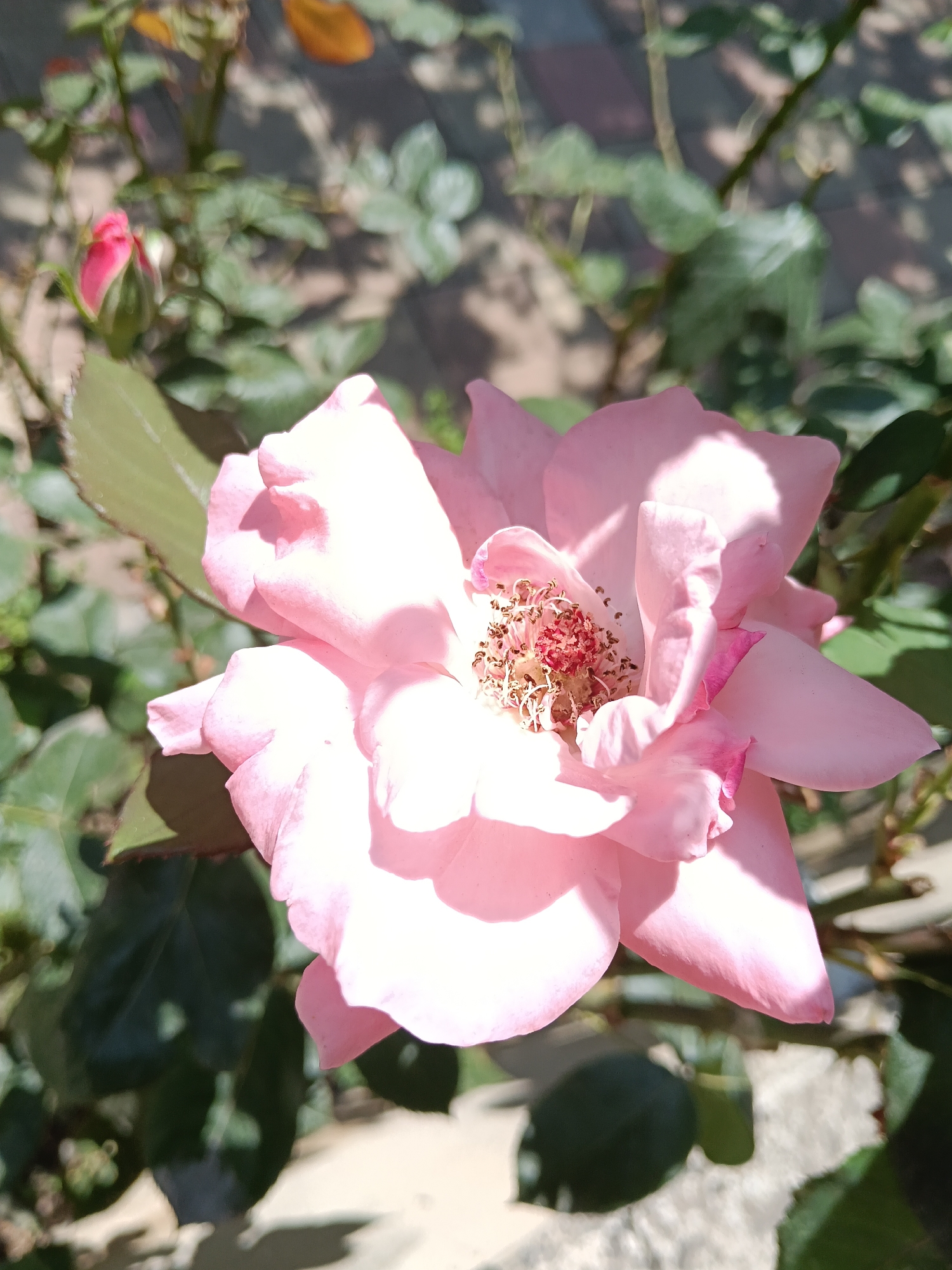 A close-up, high-angle shot captures a single, open pink rose in bloom. The rose is the primary subject, positioned in the center of the frame and angled slightly to the right. Its delicate, layered petals are a soft pink, with some areas appearing lighter due to the bright sunlight casting shadows. The center of the rose reveals its stamens and pistils, which are a reddish-brown hue with some pink accents.
Surrounding the rose are its green leaves and stems, creating a natural, garden setting. A hint of a rosebud, still closed and in a deeper pink, is visible in the upper left quadrant of the image, suggesting the presence of other blooms on the plant. The background is softly blurred, but it appears to be a textured surface, possibly a pathway or ground cover, with dappled sunlight creating a mosaic of light and shadow. The overall impression is one of natural beauty and the vibrant life of a garden on a sunny day. The image is taken outdoors, in the natural light of day. There is no indication of the specific location in Dağlı, Azerbaijan, beyond it being an outdoor, garden environment.