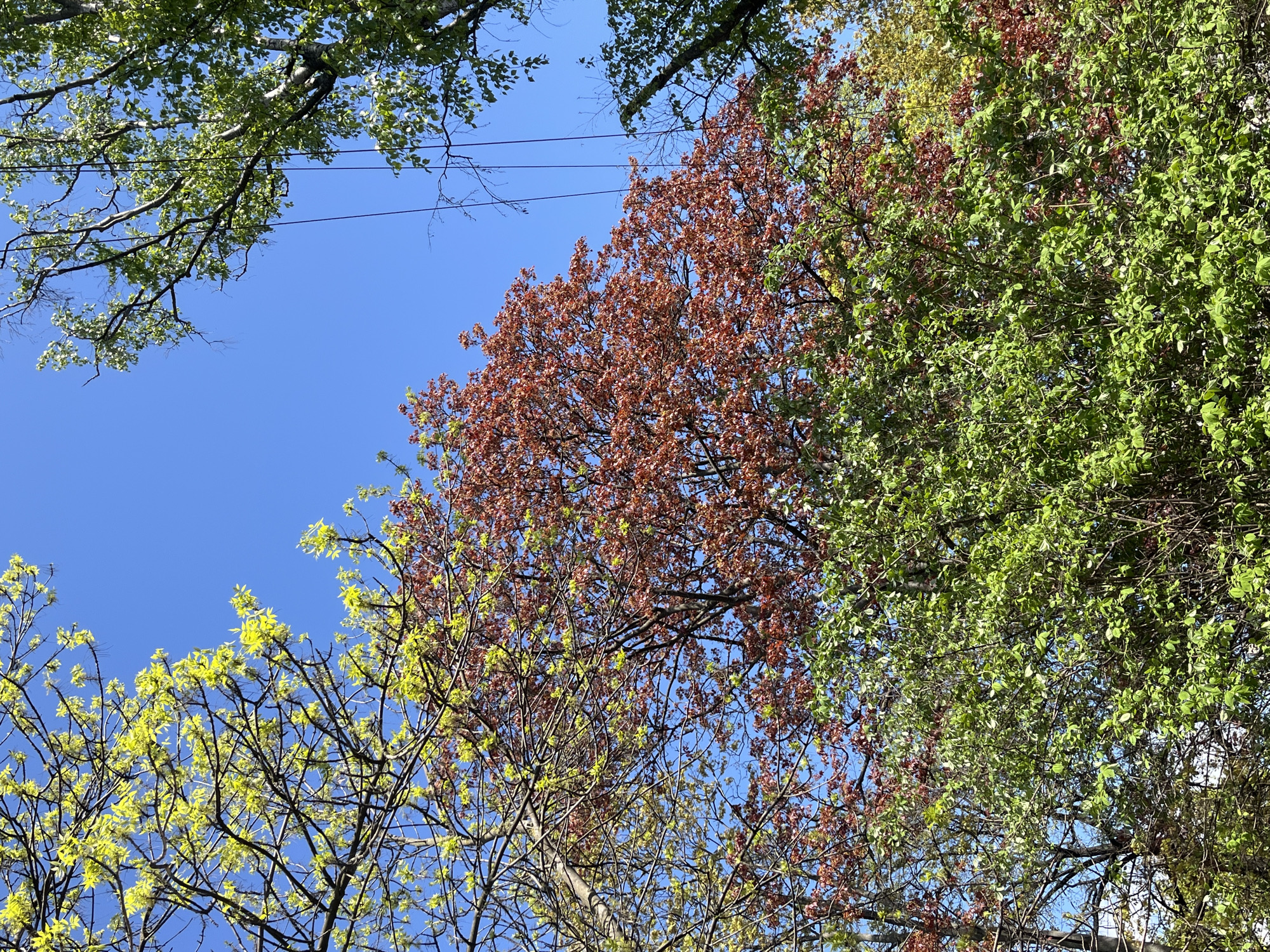 The image captures a view looking up through the canopy of several trees against a clear blue sky. The trees display a variety of foliage colors, including shades of green, red-brown, and yellow-green, suggesting different species or stages of growth. Power lines are visible crossing the sky near the top of the frame. The location is Saint Petersburg, Russia.