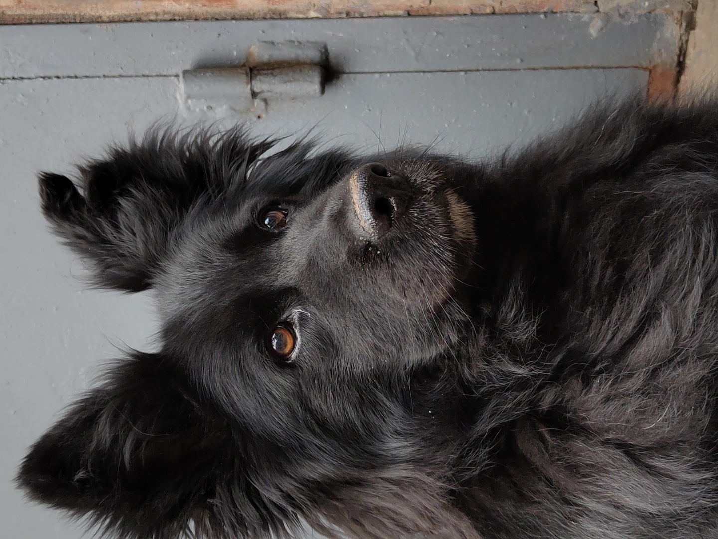 A close-up, eye-level shot features a fluffy black dog with its head tilted slightly to the right, looking off-camera. The dog's large, pointed ears are erect and fringed with fur. Its amber-colored eyes are clear and attentive. The dog's snout is black and wet, with a few stray white hairs around its muzzle. Its dense black fur is slightly tousled, with some lighter gray strands visible, particularly around its neck. The dog is positioned in front of a neutral gray, weathered metal surface that appears to be a door or a wall. The surface has visible hinges and a vertical seam. The lighting is soft, highlighting the dog's features without harsh shadows. The background is out of focus, drawing full attention to the dog. The image's composition is tight, with the dog filling most of the frame.