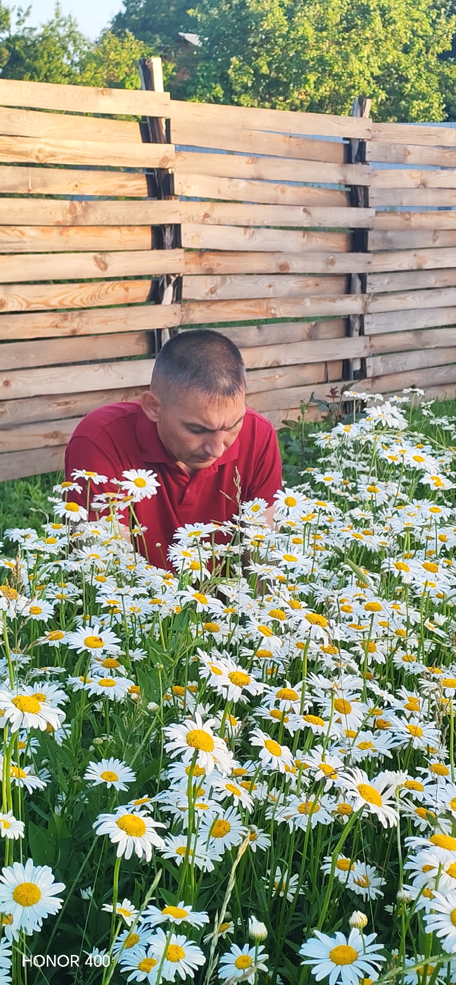 A man wearing a red polo shirt is in a field of daisies, leaning over to examine the flowers. He has short, dark hair and is looking down with a focused expression. The background features a wooden fence and lush green trees. The lighting suggests it is daytime, likely late afternoon or early evening. This scene appears to be in a rural or garden setting, potentially in the city of Noviy, Russia, given the context provided.