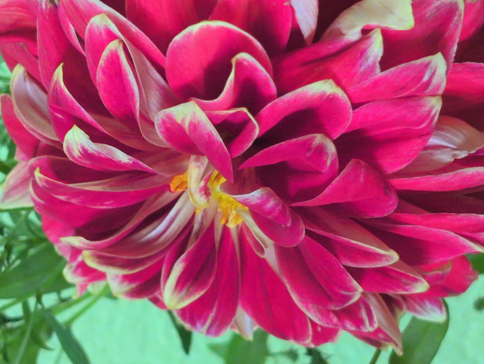 The image is a close-up, vertically oriented photograph of a vibrant pink dahlia flower with creamy-yellow tips on its petals. The flower is in full bloom, with numerous layers of petals creating a sense of depth and texture. The background is a soft, out-of-focus green, likely foliage. There is no identifiable location in the city of Bugry, Russia within this image. The scene is purely focused on the floral subject matter, devoid of any human presence or urban environmental context.