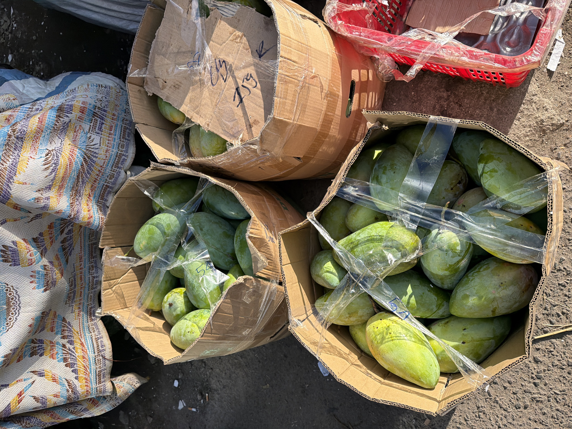 The image depicts an outdoor market scene in Nha Trang, Vietnam, with a focus on a display of green mangoes. Three cardboard boxes filled with mangoes are visible. The box in the foreground is on the right, packed with a large quantity of green mangoes. To its left is another box, also full of green mangoes. Behind these two boxes, and slightly to the left, is a third box containing more green mangoes. The mangoes appear to be fresh and are some are wrapped in clear plastic. The boxes are placed on a textured ground, likely asphalt or concrete, with some debris visible. In the background, a colorful fabric with a patterned design is draped, possibly serving as a stall covering or backdrop. A red plastic basket is also partially visible to the right of the foreground box, containing what appears to be more produce or packaged goods, also covered in plastic. The lighting suggests it is daytime, with sunlight casting shadows. There are no people directly visible in the frame, but the arrangement of goods implies a commercial setting. The overall impression is a vendor's stall at a local market.