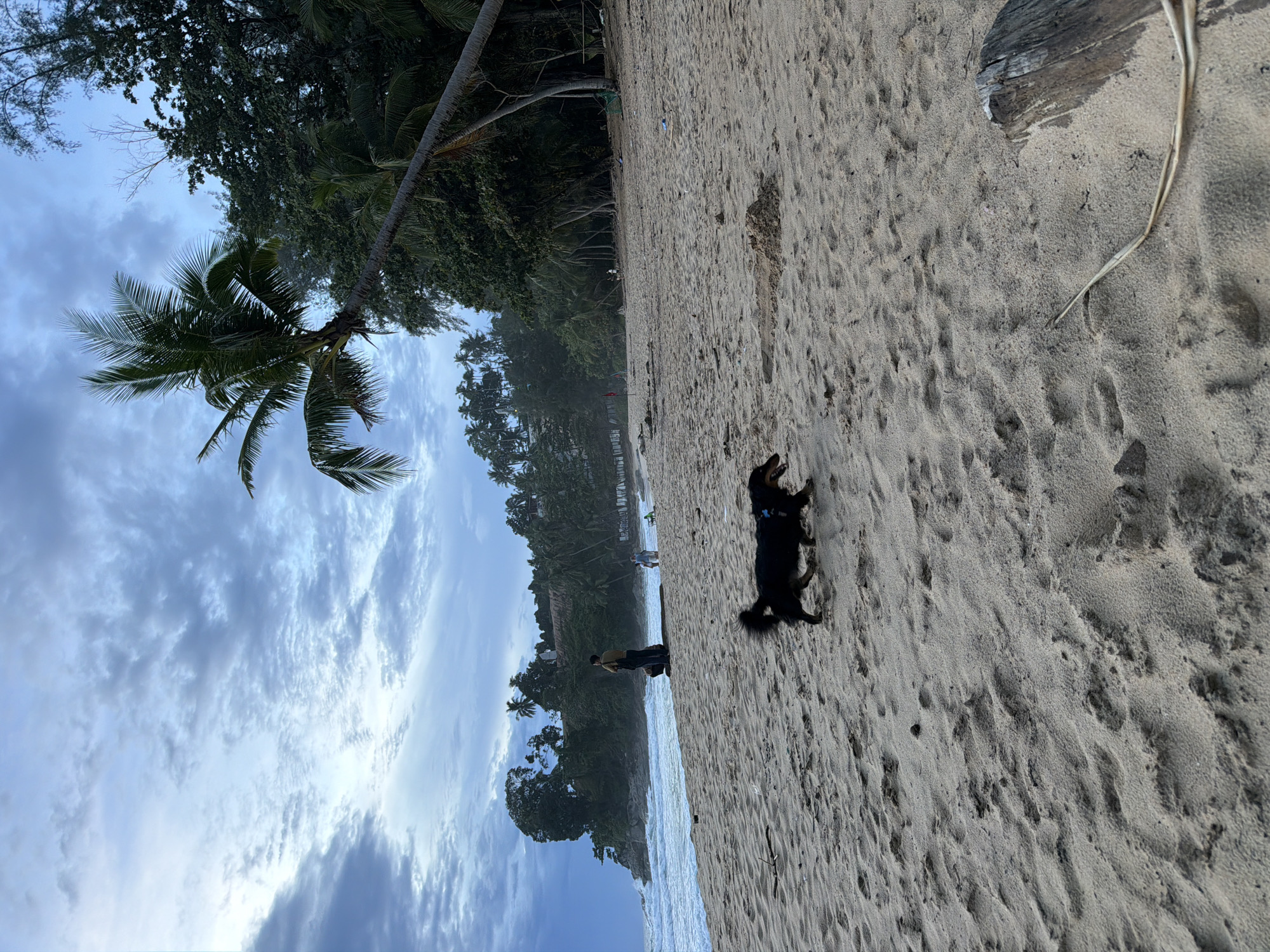 A black dog runs across a sandy beach in Choeng Thale, Thailand, near the ocean. The dog has a blue collar and is in motion, with its mouth open. In the background, there are several people, including a person standing near a rock formation on the left, and two people walking on the sand further down the beach. A palm tree leans over the beach from a densely wooded area. The sky is overcast with dramatic clouds. The sand is textured with ripples and some debris.
