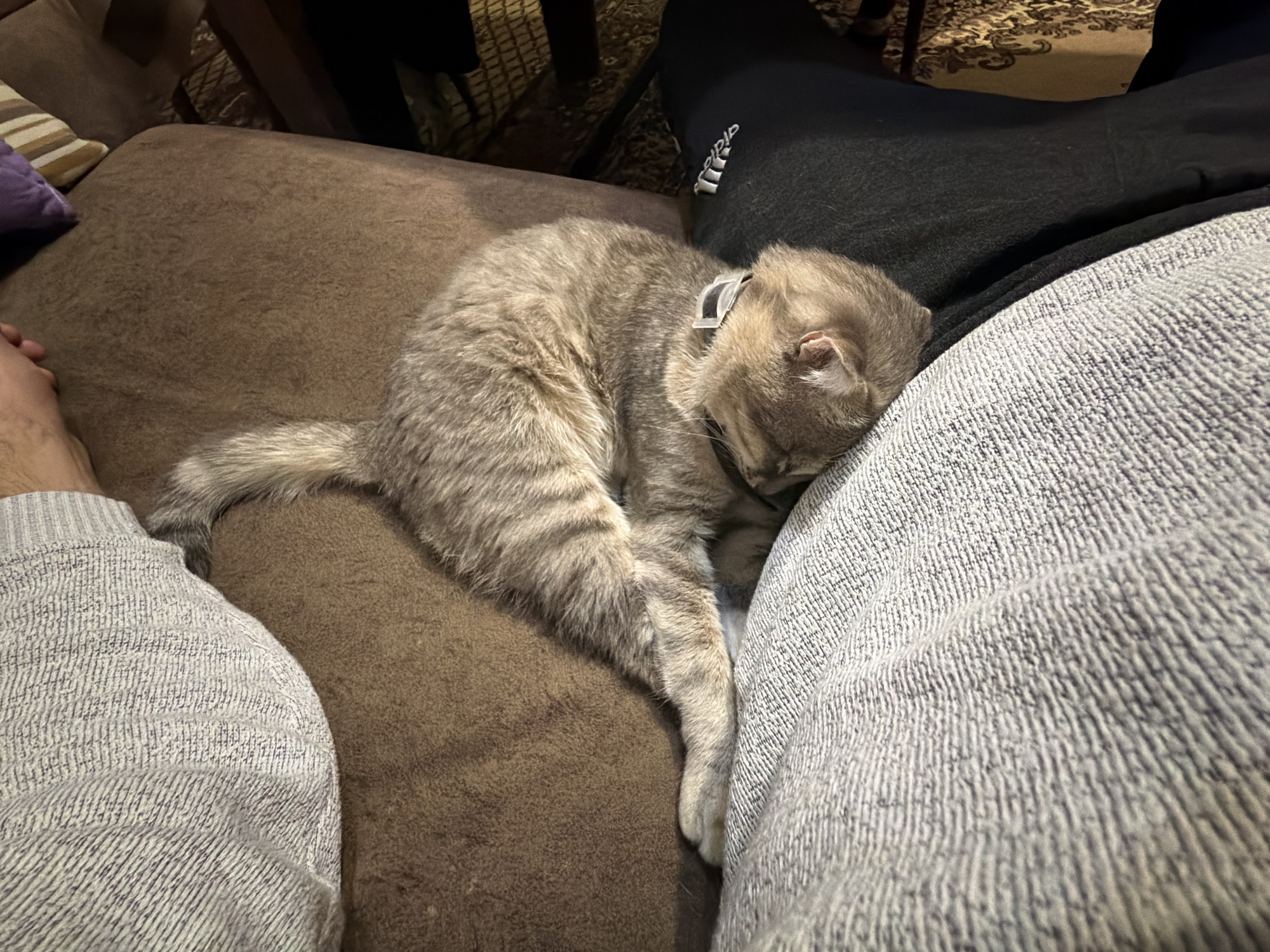 A gray tabby cat with a collar is curled up asleep on a brown couch. The cat is nestled against a person's legs. The person is wearing gray pants and black pants. The background is out of focus, but there is a patterned carpet visible. This image does not contain enough information to verify the location as Novxanı, Azerbaijan.