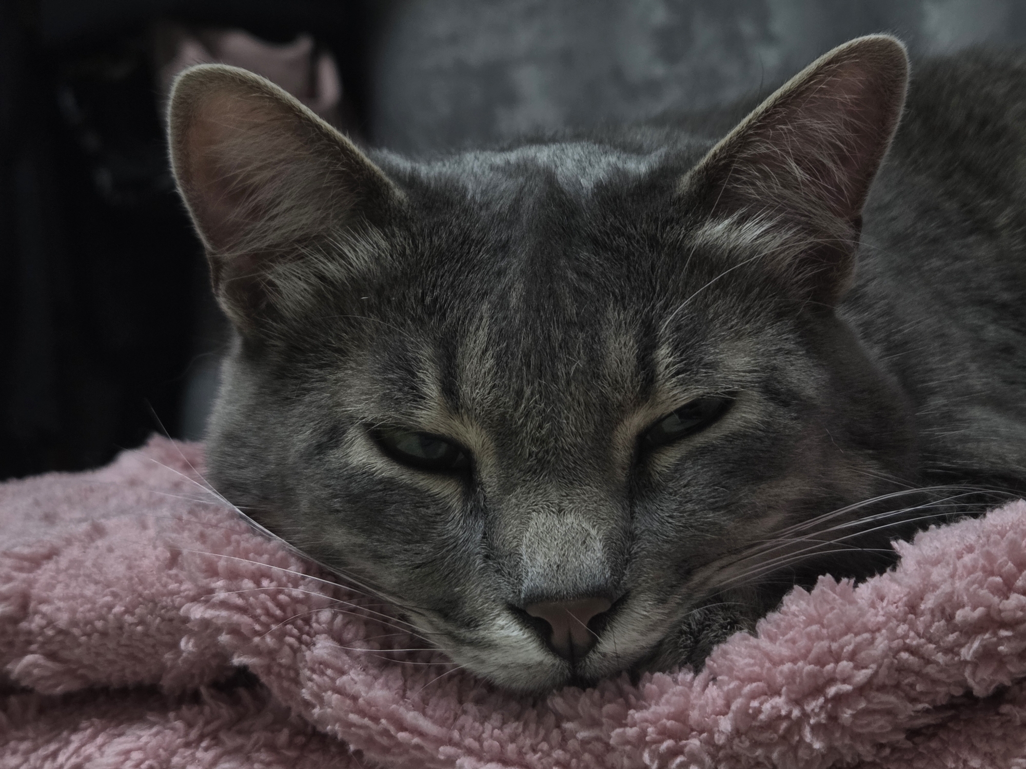 A gray tabby cat rests its head on a pink, plush blanket. The cat is positioned in the center of the frame, its ears perked slightly upwards. The background is dark and indistinct.