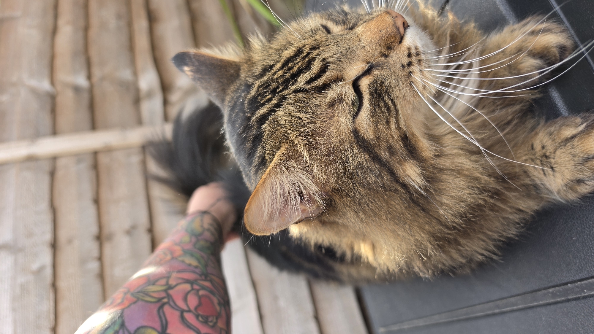 A close-up, high-angle shot shows a tabby cat lying on a dark surface, possibly outside. The cat is mostly brown with dark stripes and has long, white whiskers. A person's arm with a floral tattoo is visible on the left side of the frame, near the cat's tail. The background consists of weathered wooden planks. The location cannot be determined with the provided information.