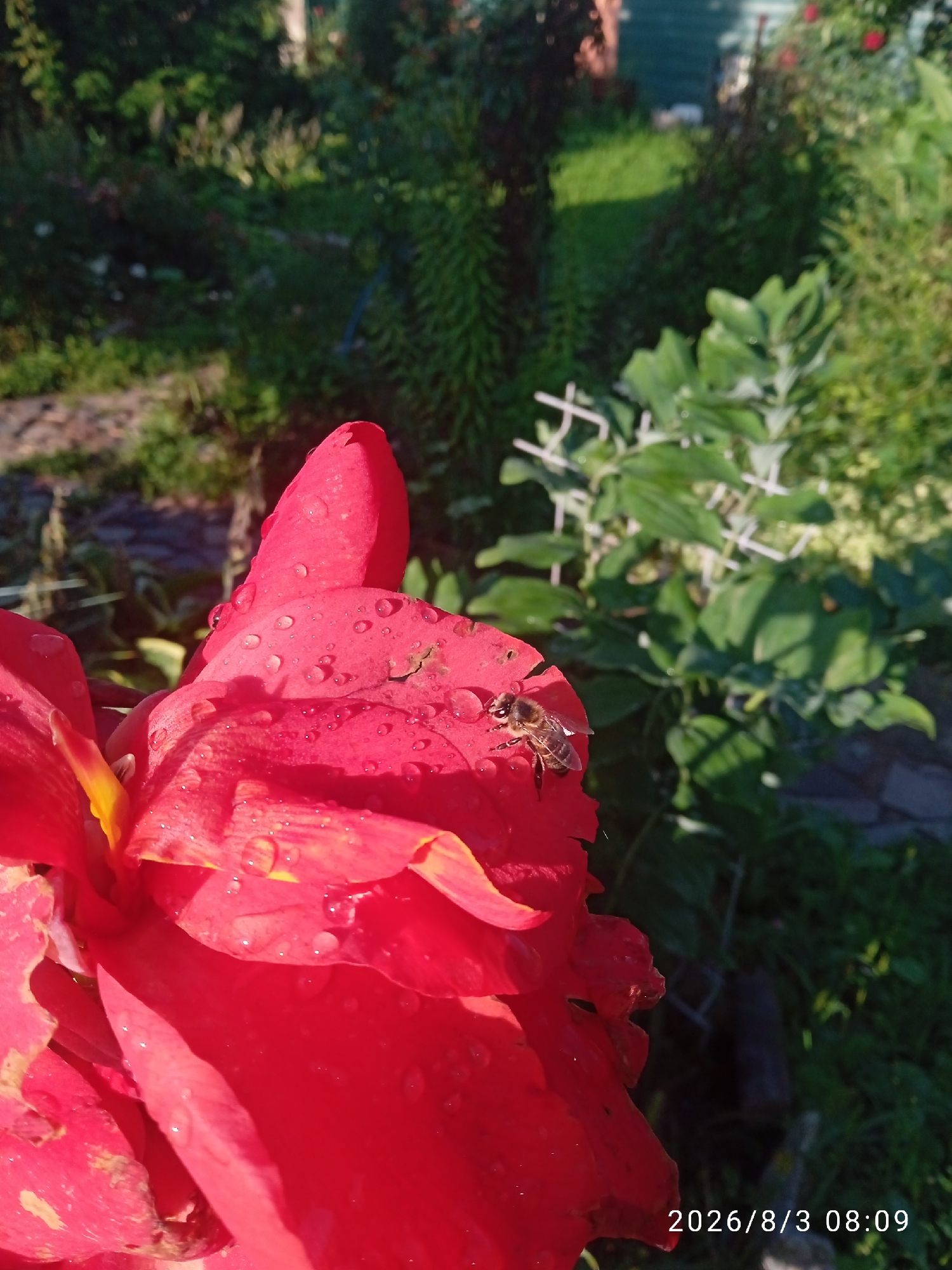 A macro shot focuses on a red canna lily petal adorned with numerous water droplets. A bee, positioned on the petal, is captured mid-activity. In the background, lush green foliage creates a blurred backdrop. The scene is illuminated by natural sunlight, casting shadows and highlighting the texture of the flower. The image is dated 2026/8/3 08:09.