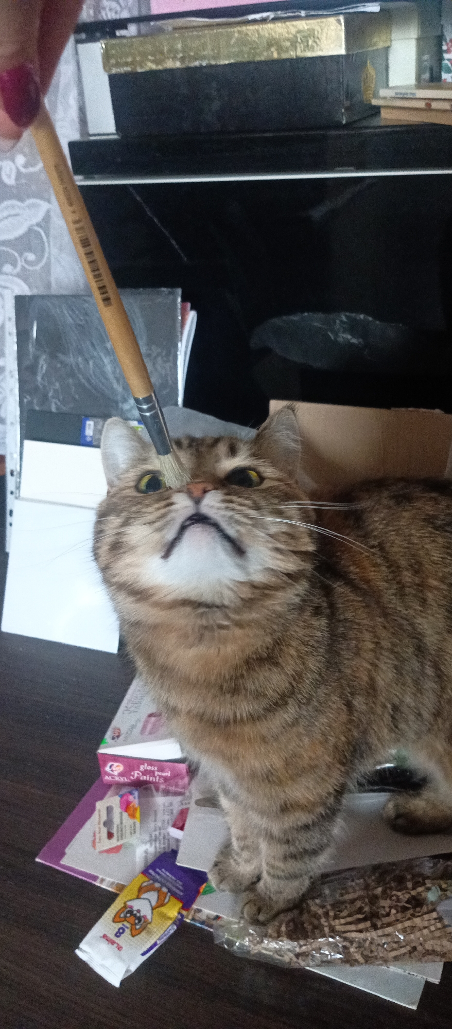 A medium close-up shot captures a playful interaction between a human and a cat in an indoor setting. The main subject is a brown tabby cat with distinctive dark stripes, wide yellow-green eyes, and white whiskers, looking upwards intently. Its mouth is slightly open, revealing a hint of its upper gums. A human hand, with fingernails painted a dark red, extends from the upper left corner of the frame, holding a paintbrush. The natural-bristle brush gently touches the cat's forehead, just between its eyes.
The cat appears focused on the paintbrush, showing a mix of curiosity and perhaps slight surprise rather than distress. The scene suggests a lighthearted moment between pet and owner.
The background is somewhat cluttered, typical of a home or studio environment. Behind the cat, dark furniture or shelving is visible, along with stacks of papers and what appears to be a black binder or folder. To the left, a white document or sheet of paper is prominent. Below the cat, various items are scattered on a dark surface, likely a table or desk. These include a pink box labeled "gloss pearl Paints" (possibly "ACRYL Paints" as well), and a yellow and purple packet featuring a cartoon character and the number "8," which could be an art supply or snack. Shredded paper or confetti is also visible beneath the cat's paws. The lighting is even, suggesting an indoor, possibly daytime, setting.