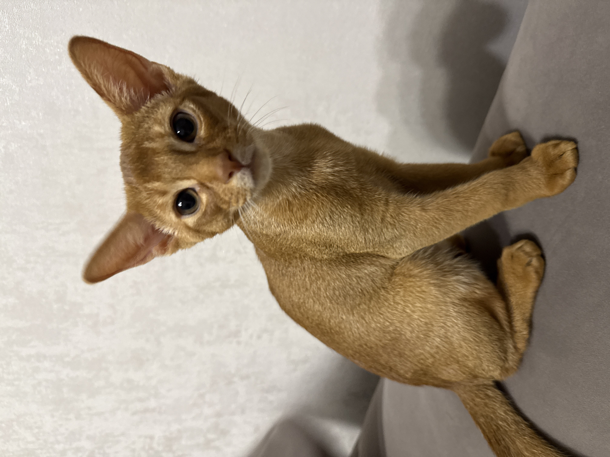 An Abyssinian kitten with copper-colored fur sits on a grey couch, looking directly at the camera. The kitten's large ears are pointed upwards, and its eyes are wide and dark. The background is a textured, off-white wall. The lighting is soft, creating a shadow on the wall behind the kitten. There is no indication of the location being in Stary Oskol, Russia.