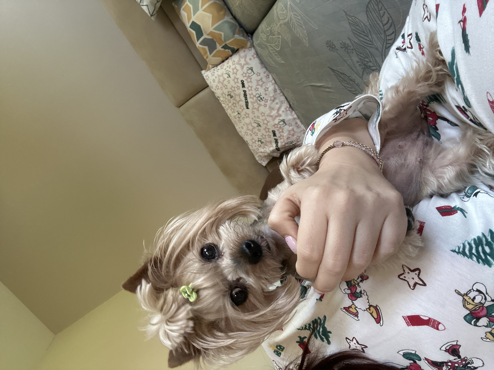 A close-up, angled shot captures a tan Yorkshire Terrier in the arms of a person wearing white pajamas with a holiday print. The dog has light-colored fur, dark eyes, and a small green hair clip. The person's hand, adorned with a delicate beaded bracelet and manicured pink nails, is positioned near the dog's belly. The pajamas feature illustrations of Christmas trees, stockings, stars, and Disney characters on ice skates. In the background, a portion of a couch is visible with decorative pillows. The location is Lehchevo, Bulgaria.
