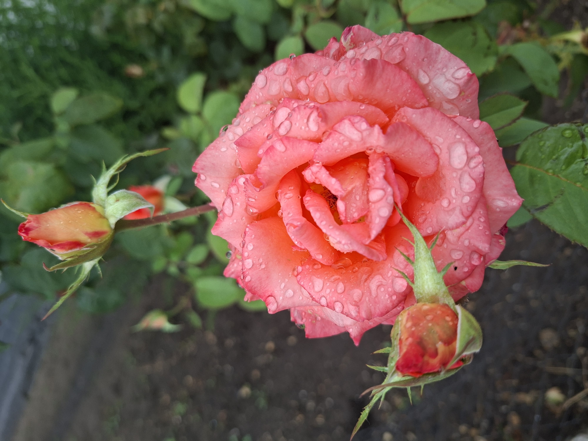 A close-up, eye-level, outdoor shot showcases a blooming pink rose with water droplets clinging to its petals, set against a blurred background of dark soil and green foliage. In the upper left, a rose bud, tinged with red and orange, is partially visible. Below it, another unopened rose bud, also red and orange with green sepals, is seen in the lower left corner. The overall lighting suggests overcast conditions, likely indicating a damp day in Oleksandropil, Ukraine.