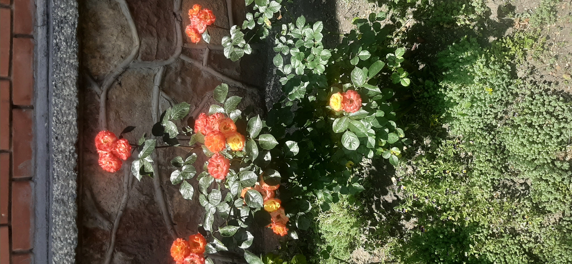 A close-up, vertical shot captures a cluster of orange and yellow roses blooming in front of a textured stone wall. The roses are vibrant, with some fully bloomed and others in bud. The stone wall, composed of irregular shapes of brown and gray stone, is partially covered by a thin, gray mortar that has cracked in places. Above the stone wall, a band of red brickwork is visible, with visible mortar lines. Green foliage surrounds the rose bushes, with some leaves glistening in the sunlight, suggesting a bright, possibly sunny day. The ground in front of the roses is covered with a mix of green ground cover and dry soil. The overall scene appears to be an outdoor setting in a garden or courtyard. The image was taken in Yessentukskaya, Russia.