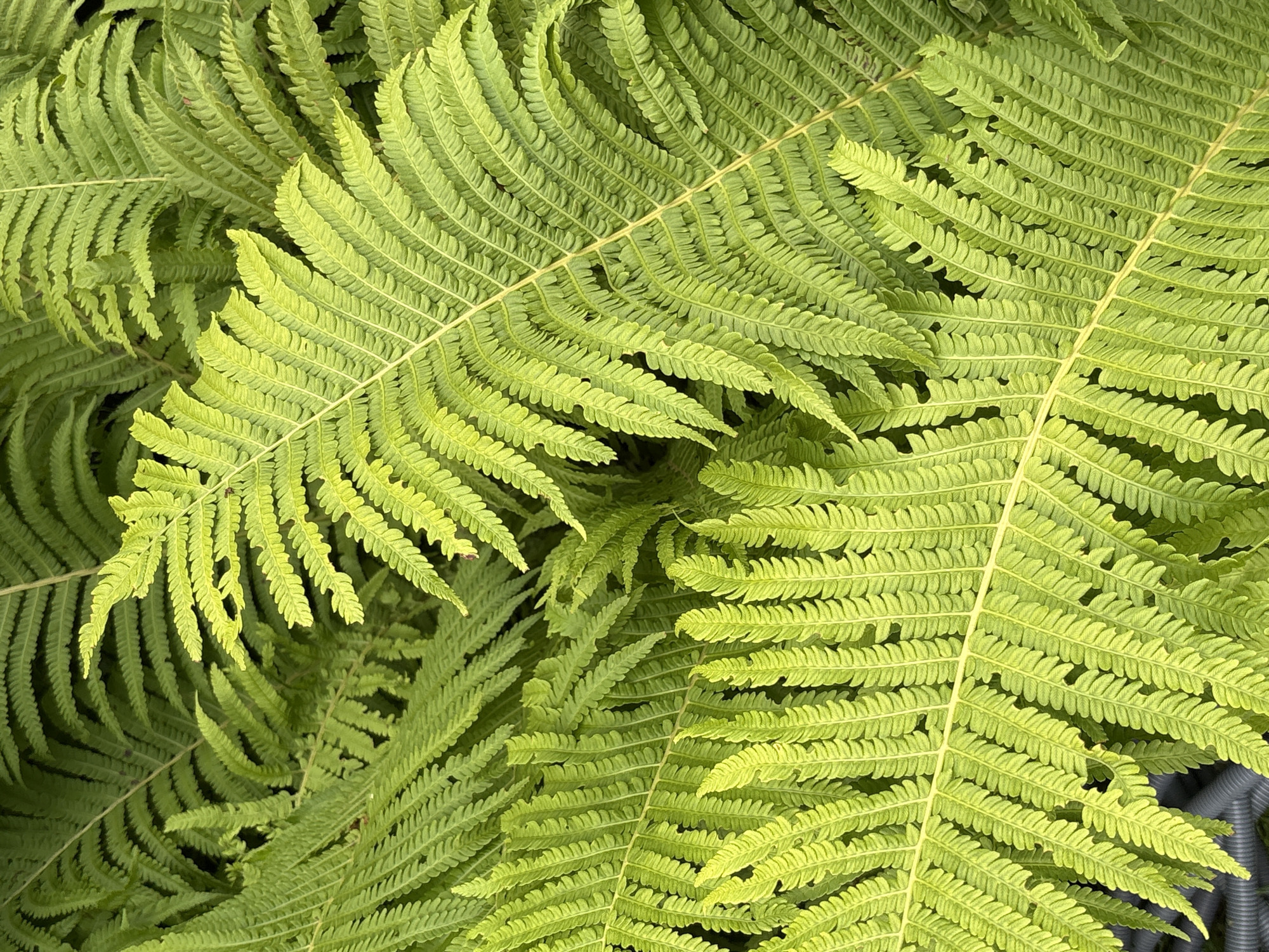 The image shows a close-up view of lush green fern fronds. The fronds are overlapping and create a dense, layered effect. The lighting highlights the intricate details of the fern leaves, with some appearing brighter and more vibrant than others. The background is a darker, shadowed green, suggesting a natural, shaded environment. There are no people, actions, or interactions visible in the image. The scene appears to be a close-up of foliage, likely in a garden or park. No specific location within Ленинградская, Russia can be determined from the image.