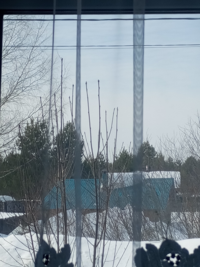 The image displays an outdoor scene in the city of Яромаска, Russia, observed through a window. Sheer white curtains are visible in the foreground, creating two prominent vertical translucent stripes and a dark, cutout floral pattern at the bottom, partially obscuring the view. The ground is covered in a layer of snow, suggesting a winter or early spring setting. Numerous bare deciduous trees and shrubs with visible buds populate the foreground and midground. In the midground, two single-story residential structures are visible behind the trees; both feature distinctive teal-colored pitched roofs. The structure on the left has a dark fence line adjacent to it. Evergreen trees are present in the deeper background. Overhead, against a light blue, possibly overcast sky, two horizontal utility lines are discernable. No human figures are depicted.