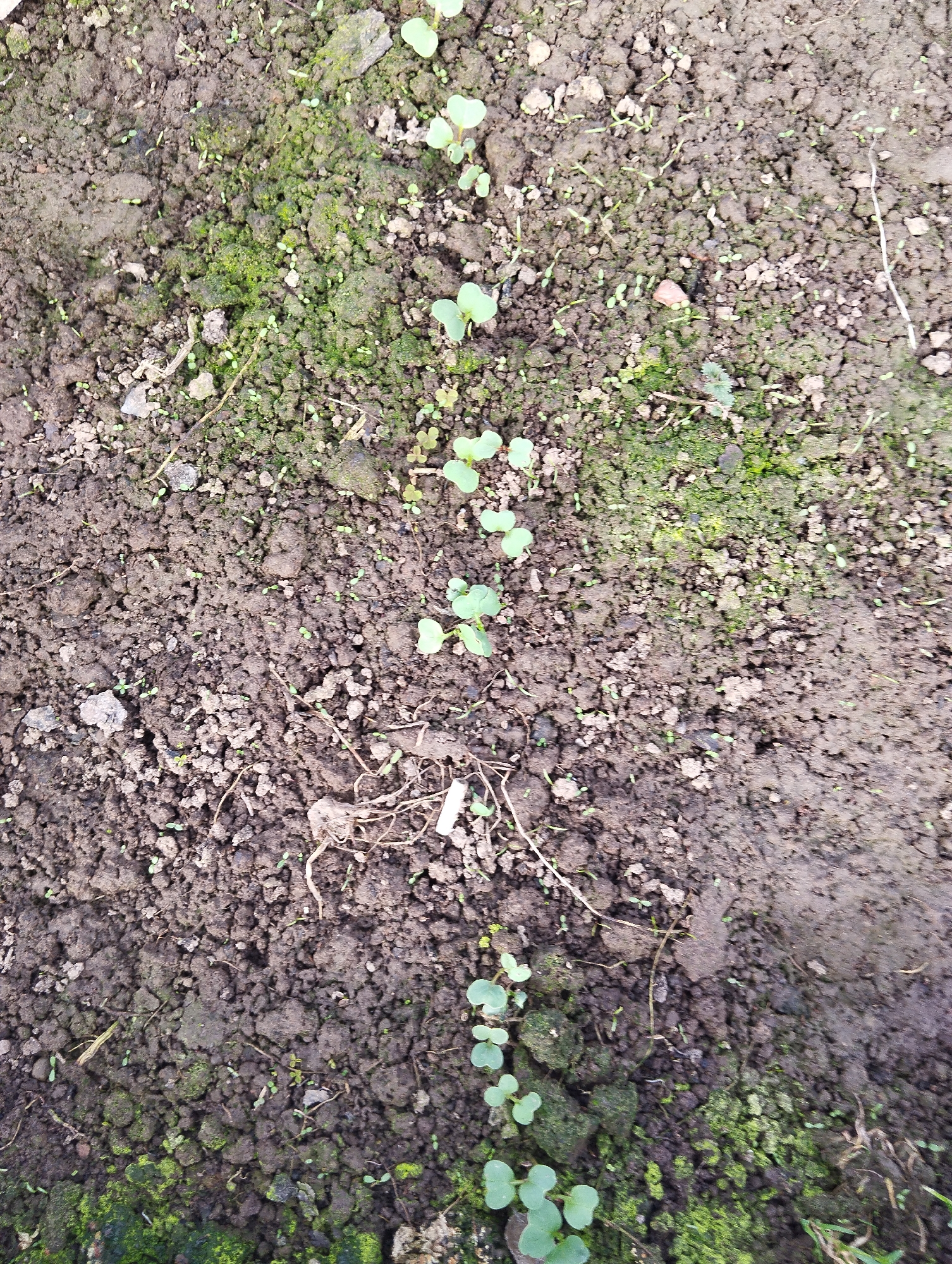 The image shows a patch of soil with newly sprouted plants, appearing in a somewhat linear pattern. The soil is dark brown and appears moist, with some areas covered in moss. Small sprouts of other plants are scattered throughout the soil. There are no people visible in the image, nor are there any indicators of the location being Krasnogorskoye, Russia. The focus is solely on the soil and the newly emerging plants.
