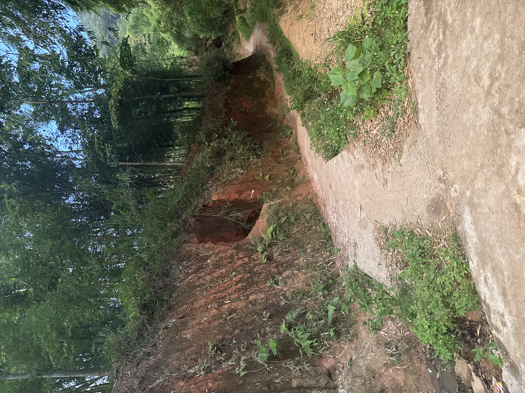 The image shows a pathway in a wooded area, likely in Pờ Ly Ngài Commune, Vietnam. The path is partially paved with concrete slabs, transitioning into a dirt track. The landscape includes a steep, eroding earthen bank with exposed soil and a small, dark cavity or hole. Vegetation is dense, consisting of trees, bamboo, ferns, and various small plants, covering both the bank and edges of the path. The lighting suggests daytime with possible overcast conditions.