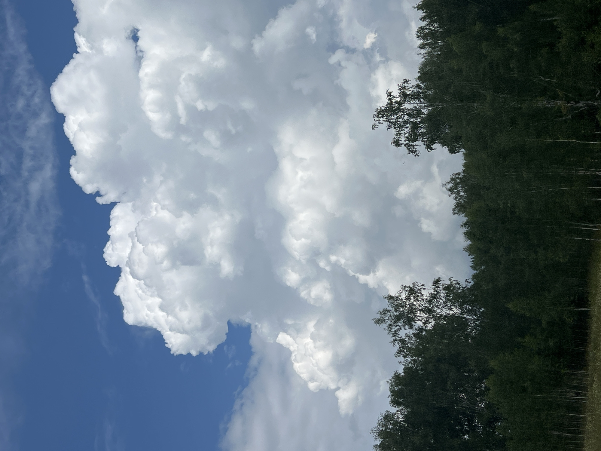 A wide-angle, vertical outdoor shot captures a dense, dark green forest canopy occupying the bottom third of the frame. Above the tree line, a dramatic sky dominates the upper two-thirds, featuring large, billowy, bright white cumulus clouds against a vibrant blue sky. The clouds are textured and voluminous, with deep shadows and bright highlights indicating a sunny day. The scene depicts a natural landscape, likely in a rural or forested area. The image is not specific to the city of Sokur, Russia, or any other particular location. There are no people or discernible actions depicted.