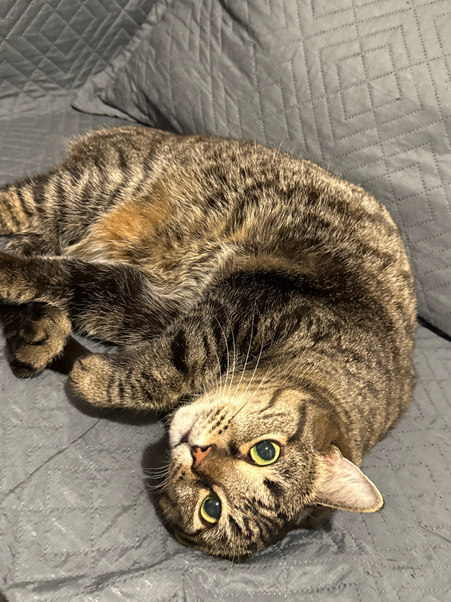 A tabby cat with green eyes is lying on a grey, quilted surface. The cat is curled on its back with its paws in the air. The background is a grey quilted fabric. There is no discernible location in the city of Pavlodar, Kazakhstan, or any other city, nor are there any people or any discernible actions or interactions.