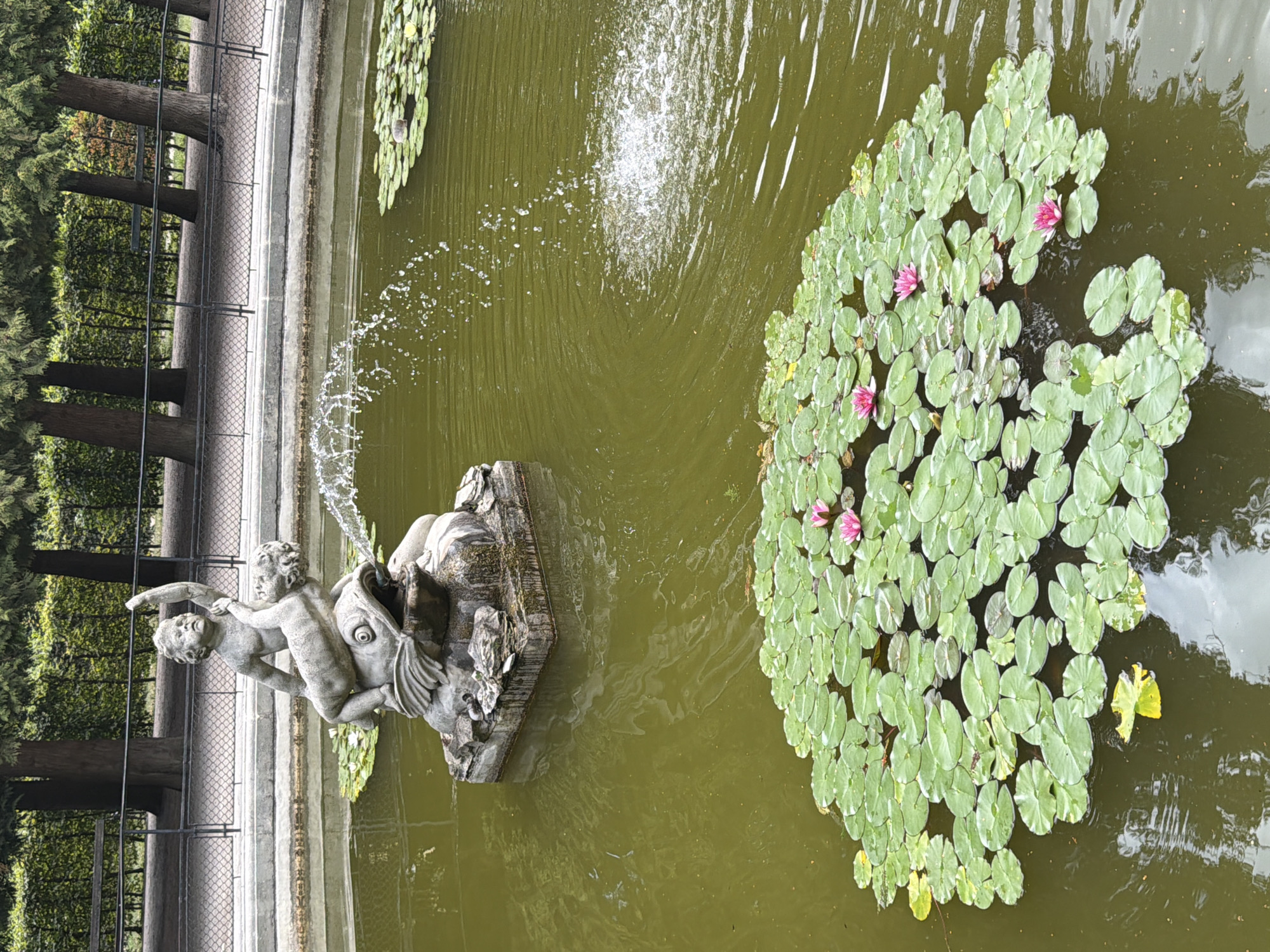 This image depicts a fountain in a pond filled with lily pads and pink water lilies. The fountain features a stone sculpture of two cherubs interacting with a fish, from which water is spouting. The pond is surrounded by trees and a fence, suggesting it is located in a park or garden. The general ambiance is serene and natural, with the water creating gentle ripples and the greenery providing a lush backdrop. The overall scene evokes a sense of tranquility and classic European garden aesthetics. This scene is located in the Volksgarten in Vienna, Austria.