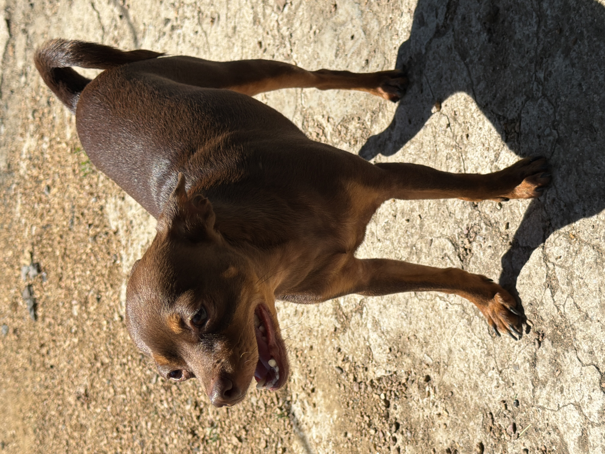 A brown miniature pinscher dog is lying on a concrete surface, possibly outdoors. The dog is positioned on its back, with its legs extended. Its mouth is open, revealing its teeth and tongue, which could indicate panting or yawning. Sunlight casts a shadow of the dog onto the concrete. The ground appears to be a mix of concrete and dirt with small pebbles. The lighting suggests it is daytime, possibly late morning or early afternoon, given the strong shadows. The dog's fur is a rich brown color. Its tail is curled upwards. The scene is simple, focusing entirely on the dog and its immediate surroundings. There is no visible text in the image.