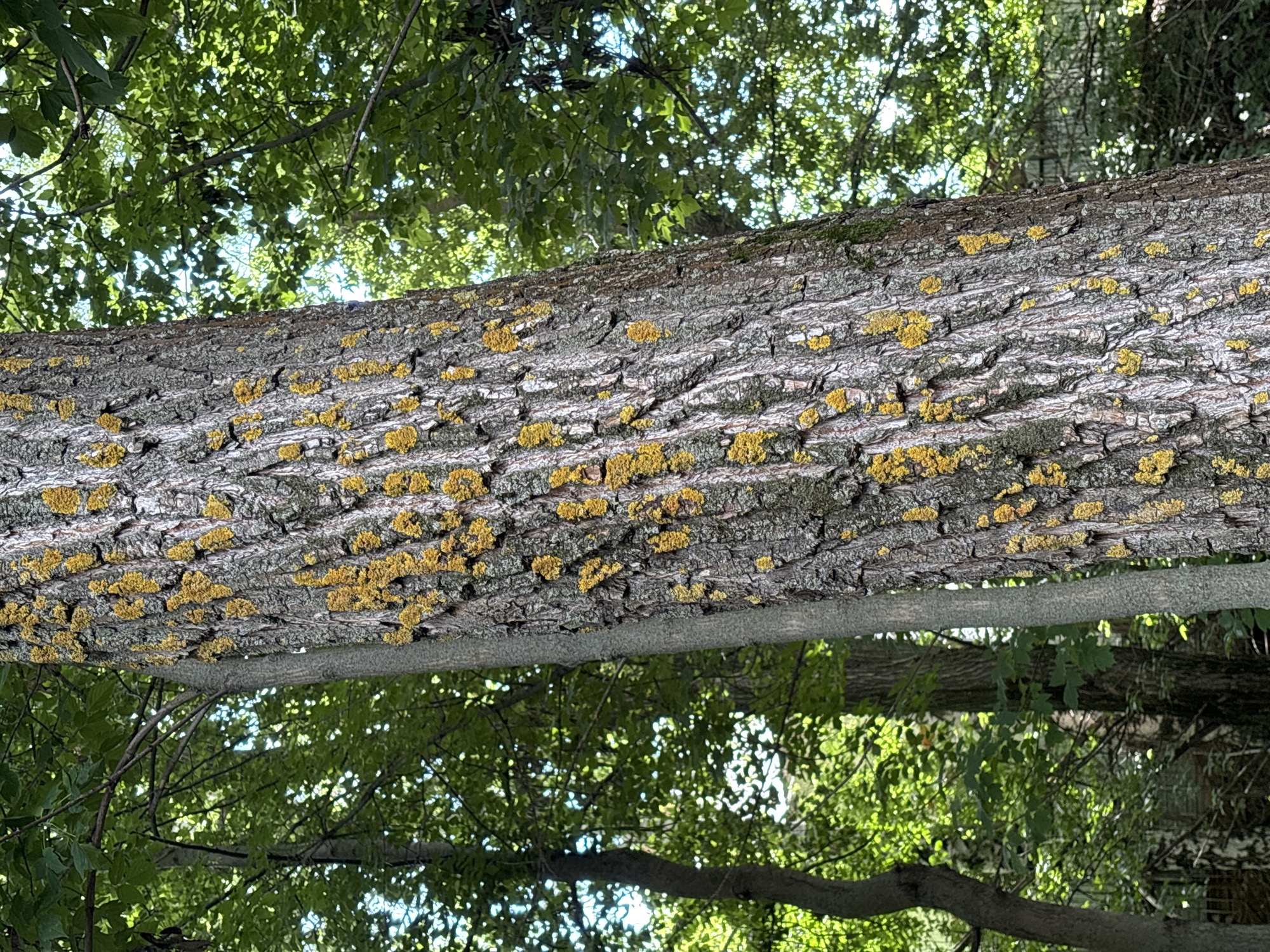 The image shows a close-up of a tree trunk with yellow lichen growing on its bark. The tree is in a forest setting with lush green foliage and dappled sunlight filtering through the leaves. The bark is rough and textured, with deep furrows running vertically. The lichen appears in patches of varying sizes, primarily concentrated on the right side of the trunk. In the background, other trees and branches are visible, creating a sense of depth and a natural environment. The image is taken from a low angle, looking up towards the canopy. There are no people or animals present in the image. The overall scene depicts a natural woodland environment, likely within a park or a forested area of the city of Kazan, Russia, given the context provided.