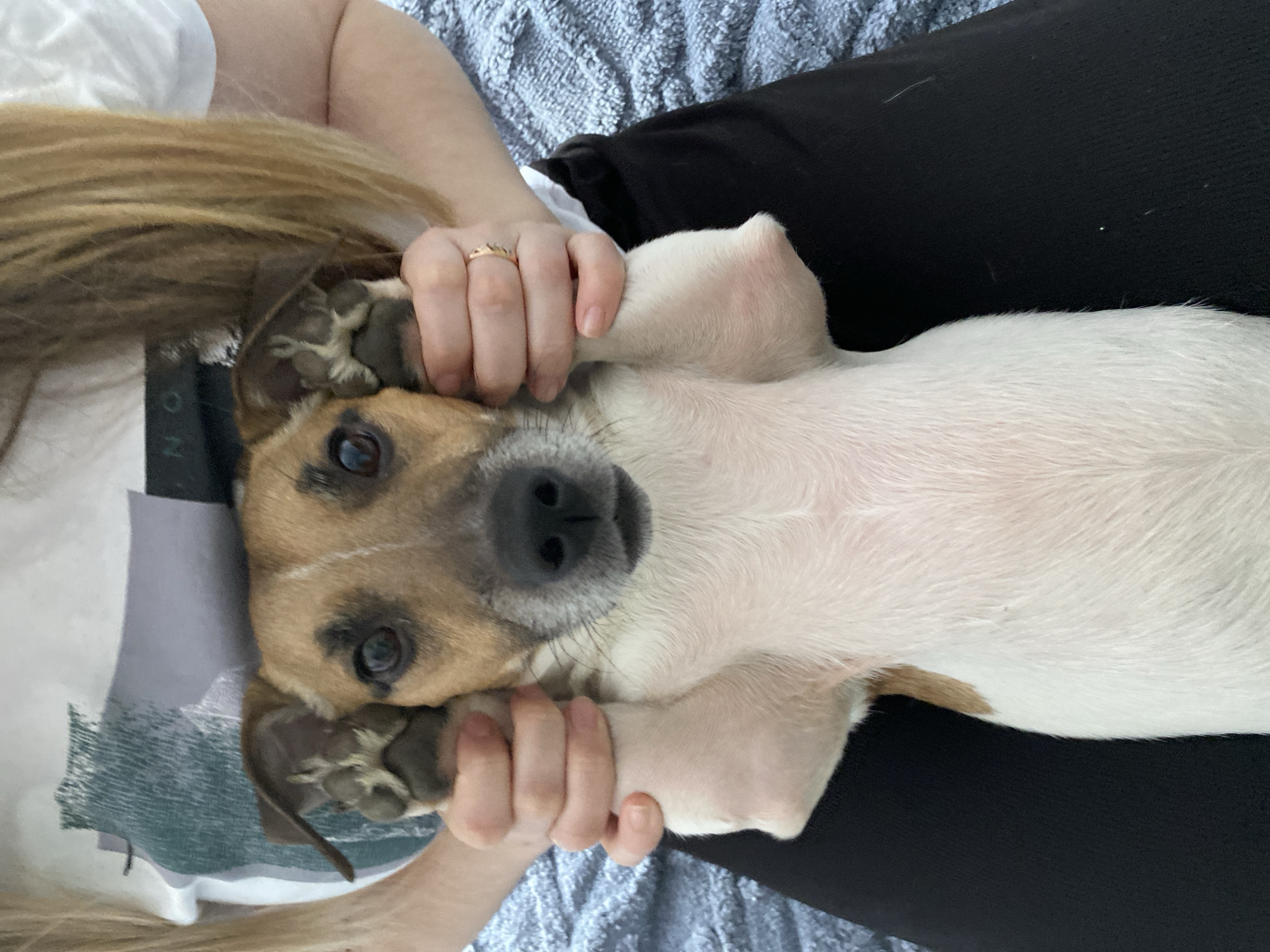 This close-up, high-angle shot captures a tender moment between a person and a dog in an indoor, domestic setting, likely in Noviy, Russia.
The primary subjects are a person, identifiable by light skin, long blonde hair, and hands, and a small to medium-sized dog. The dog, possibly a terrier mix, has mostly white fur on its body with distinctive brown and tan markings on its head and around its eyes. It has a black nose and dark, expressive eyes.
The activity shows the person affectionately holding the dog, which is lying on its back, likely on the person's lap or chest. The person's hands are gently placed around the dog's head and front paws, indicating cuddling or playful interaction.
Notable details include the person wearing a simple gold-colored ring with an intricate design on their right ring finger. They are dressed in a white t-shirt, which has a dark grey graphic with some partially visible, illegible light-colored text near the dog's head. Part of the text appears to be "N O N". The person also wears black clothing, possibly pants. The background includes a textured blue-grey blanket or fabric. The overall mood conveyed is one of warmth, affection, and companionship between the owner and their pet. There are no specific cues for time of day or weather, as the scene is indoors.