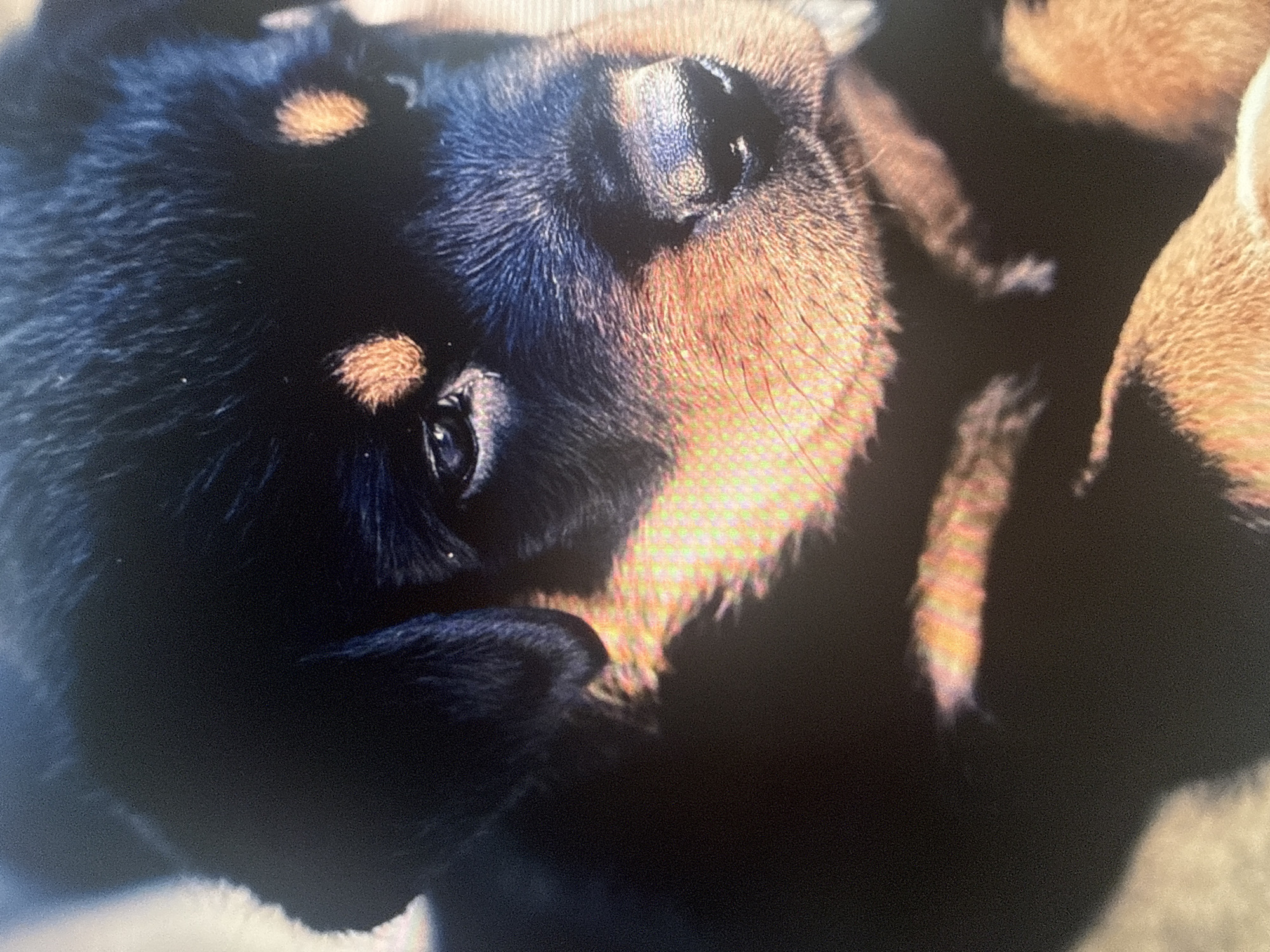 The image is a close-up, head-and-shoulders portrait of a Rottweiler puppy. The puppy has dark fur with distinct tan markings above its eyes and on its cheeks. Its eyes are dark and appear to be looking slightly to the left of the camera. The puppy's nose is black and wet. The fur around its muzzle is a mixture of black and tan. The puppy's ears are floppy and dark. The lighting in the image creates a strong contrast, with parts of the puppy's face illuminated and other parts in shadow. The background is dark and out of focus, making the puppy the sole subject of attention. There is no discernible information in the image to indicate a location in Dykivka, Ukraine, or any other specific urban or rural setting.