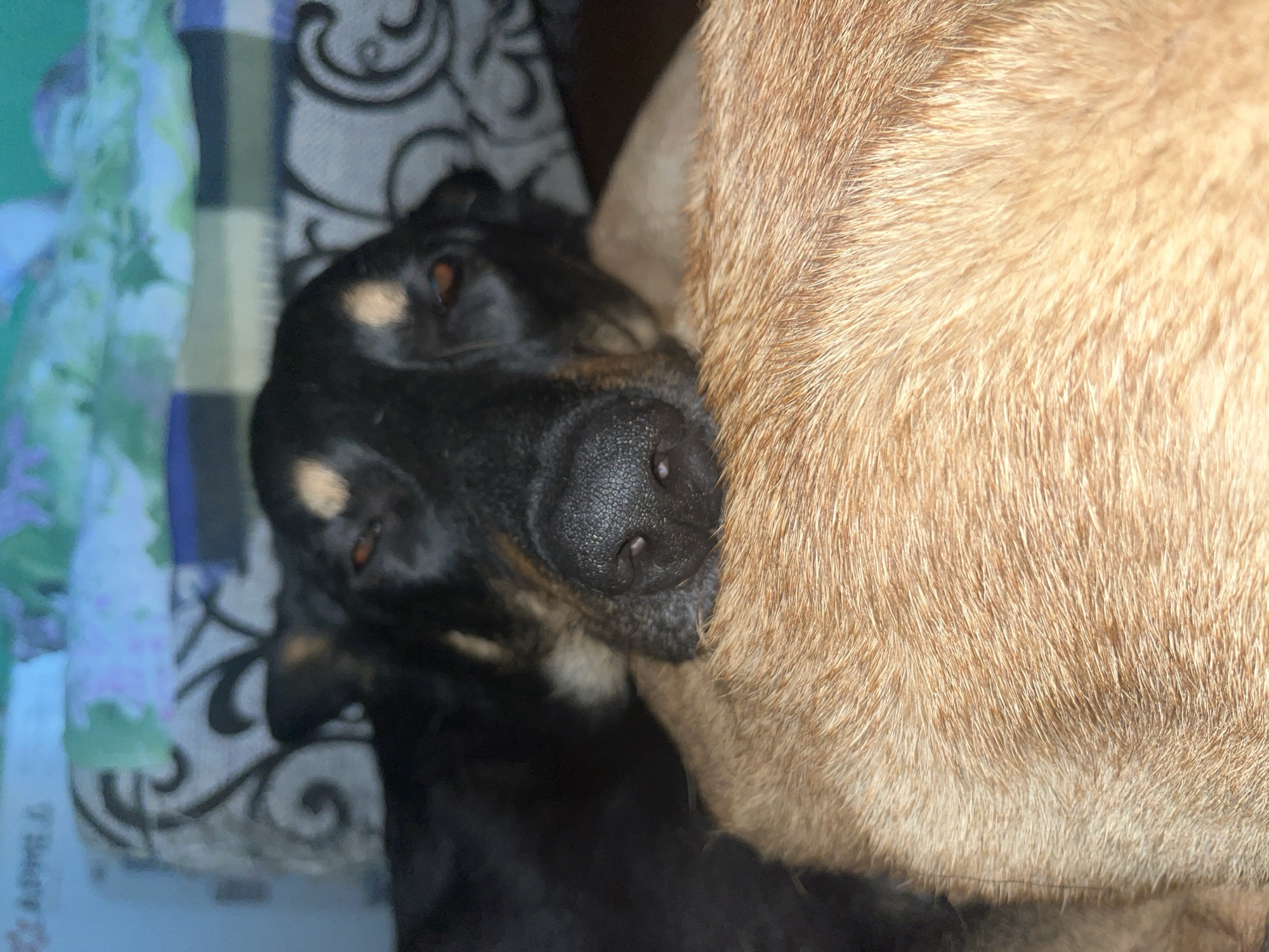 The image shows a close-up of two dogs lying down. One dog, with black fur and tan markings around its eyes and snout, is resting its head on the back of the other dog, which has tan fur. The dogs appear to be indoors, with a patterned blanket or bedding visible in the background. There is no indication of the specific location within the city of Nizhny Tagil, Russia.