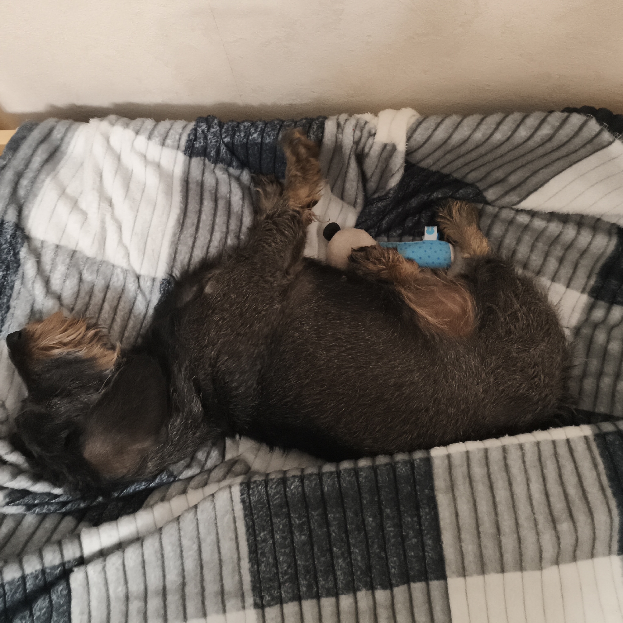 A brown dachshund with wirehaired fur lies on a blue and white checkered blanket in what appears to be a pet bed or enclosure. The dog is curled on its side, with its legs raised and a blue and white polka-dotted wrap around its rear leg. A white and black stuffed toy sits next to the dog, close to its rear. The blanket is made of a thick, possibly knitted material, with the checker pattern composed of stripes. The surface the dog and blanket rest on appears to be elevated, possibly part of a dog bed or the bottom of a crate. The background is a plain wall.