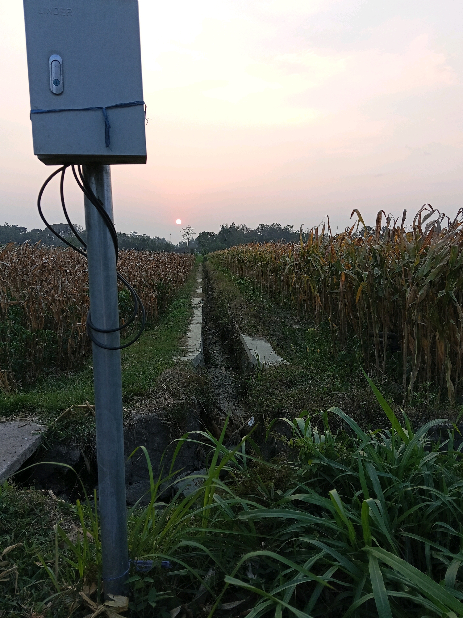 The image depicts a rural scene in Gaprang, Indonesia, at dusk. A metal utility box, labeled "LINDER," is mounted on a metal pole in the foreground. Cables are attached to the box and run down the pole. The pole is situated beside a narrow concrete drainage channel that runs through a cornfield. The corn stalks are dry and golden brown, suggesting the end of the growing season. The sky is overcast with a soft, diffused light, and the sun is visible as a small, orange disc low on the horizon. Trees line the distant background, and green grass grows in patches around the base of the pole and along the sides of the drainage channel. The overall atmosphere is peaceful and natural.