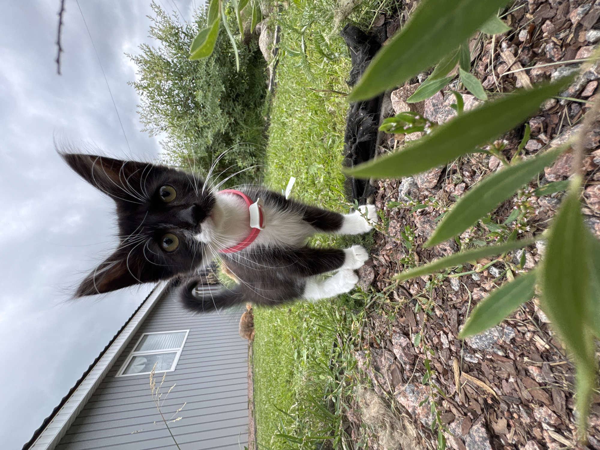A black and white kitten with large ears and a pink collar stands in a yard, looking directly at the camera. The kitten has white paws and chest. In the background, a light grey building with white trim is visible, along with green grass and bushes. The sky is overcast. The ground in the foreground is covered with brown mulch and small pink rocks, with some green plants growing through. The overall scene appears to be a residential backyard in Kempelevo, Russia.