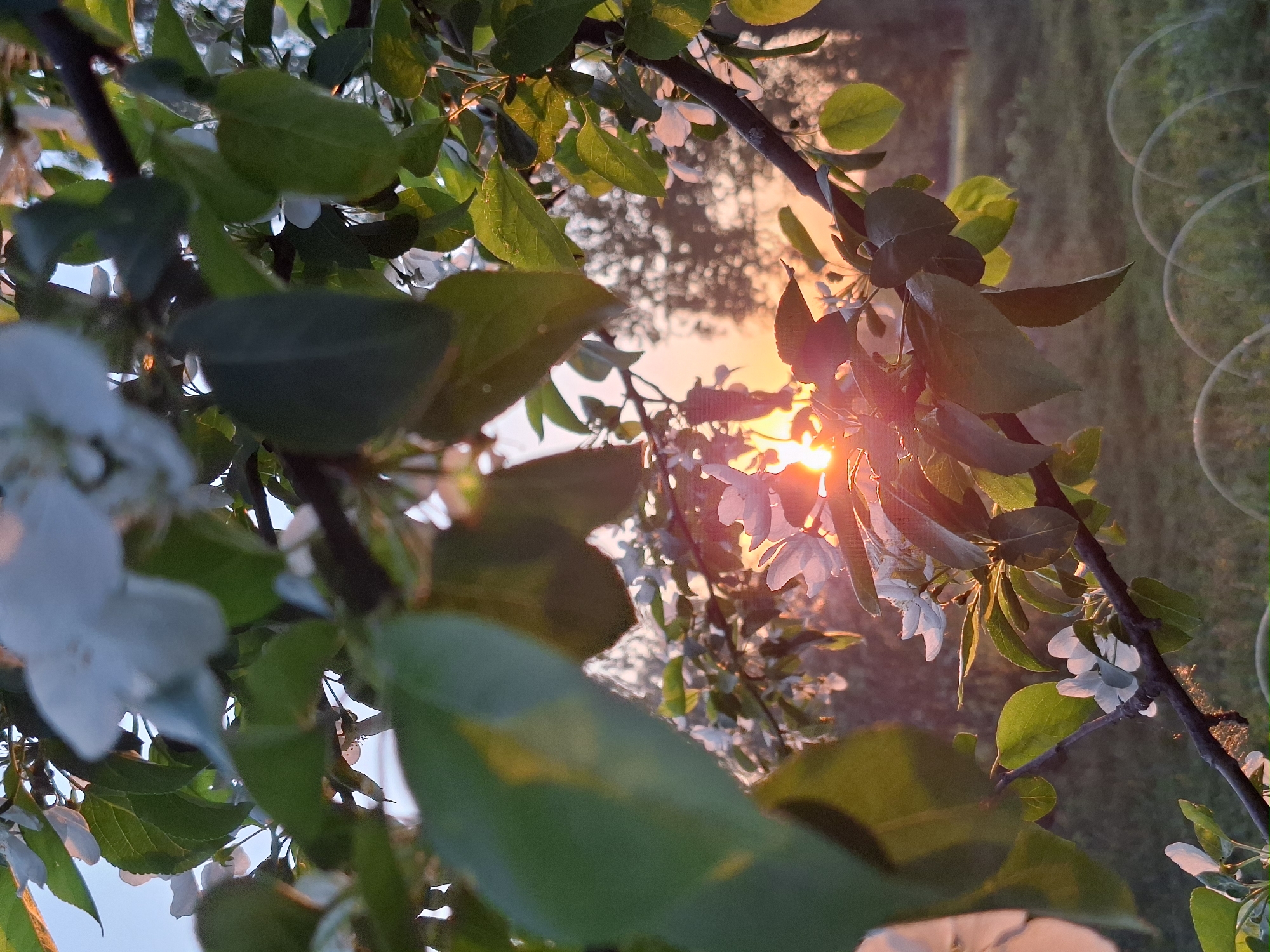 The image shows a tree branch with green leaves and white blossoms backlit by a bright setting sun, casting a warm glow. The background appears to be a grassy field or open area. The location, Karsha, Russia, cannot be confirmed from the image.