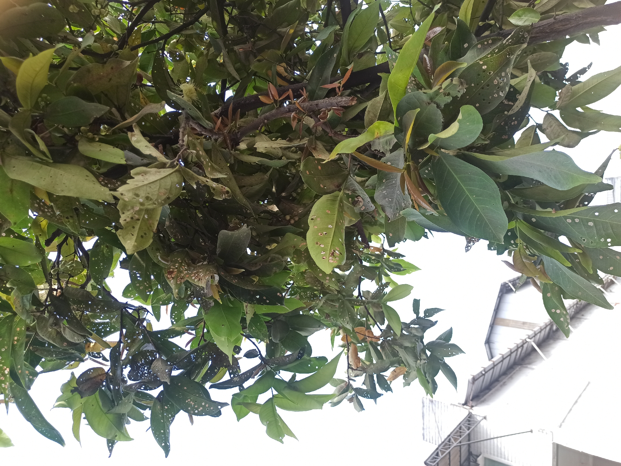 An upward-facing, eye-level, medium shot captures a dense canopy of green foliage from a tree branch, with a bright, overcast sky as the background. The leaves exhibit signs of damage, with numerous small, white perforations scattered across their surfaces, and some leaves appearing brown and withered. The branches are dark brown and appear sturdy. In the lower left quadrant, the corner of a white building with a corrugated metal roof structure is visible. This building appears to be part of a larger structure, suggesting an urban or suburban setting. The overall scene is likely taken in the city of Medan, Indonesia, given the tropical foliage and architectural style. There are no people or animals present in the image, and no discernible actions or interactions are occurring. The focus is solely on the natural elements of the tree and the surrounding man-made structure.