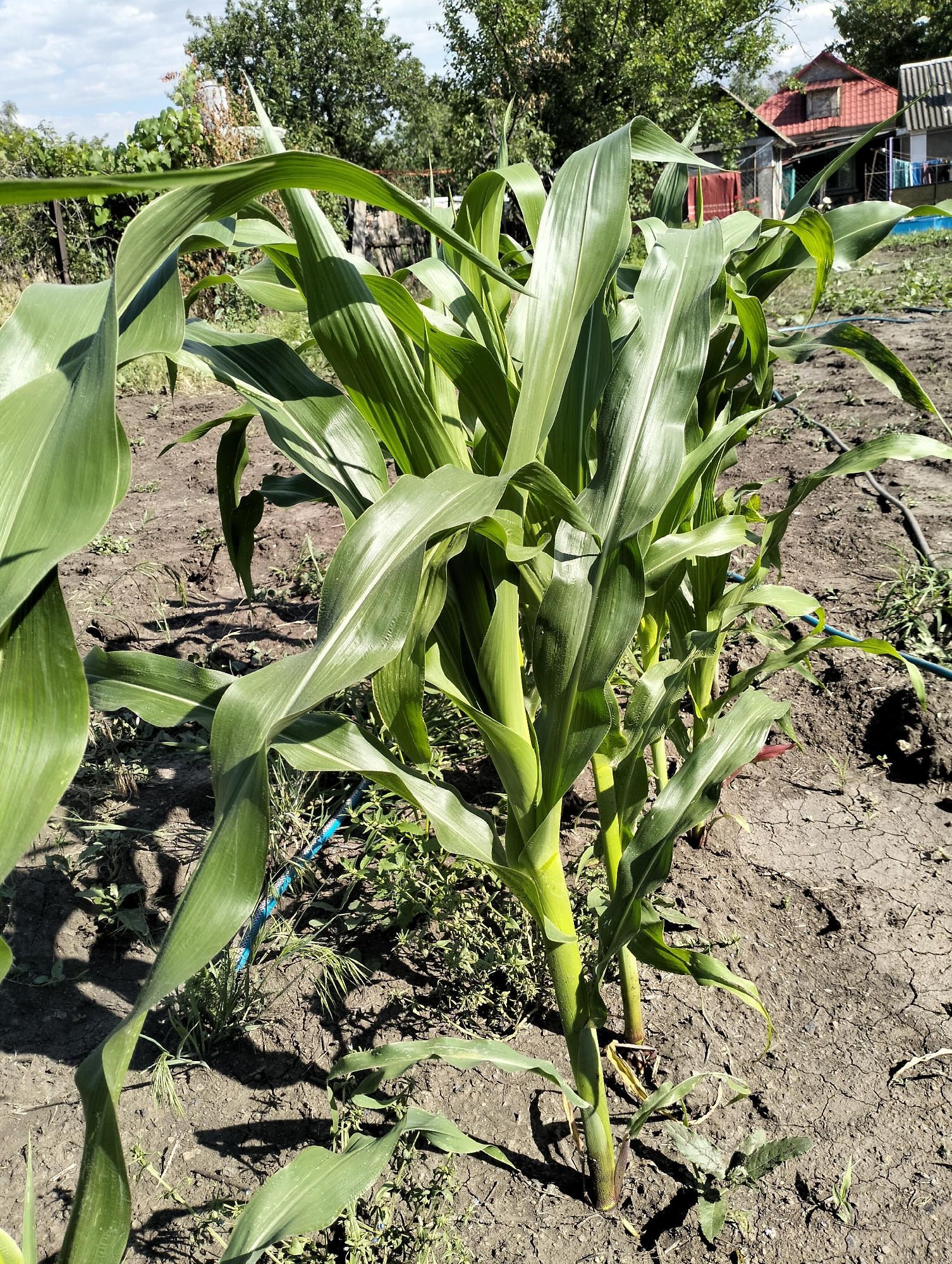 The image depicts a row of young corn stalks growing in dry, cracked earth, likely in a garden or field. The corn plants are vibrant green, with large, broad leaves characteristic of the species. Sunlight casts shadows on the ground and on the plants themselves, indicating a sunny day. In the background, there are trees, a fence, and some structures that appear to be houses or sheds with red roofs, suggesting a rural or suburban environment. A blue hose is visible on the ground, snaking between the corn plants, likely used for irrigation. The scene is peaceful and suggests a focus on agriculture or gardening.