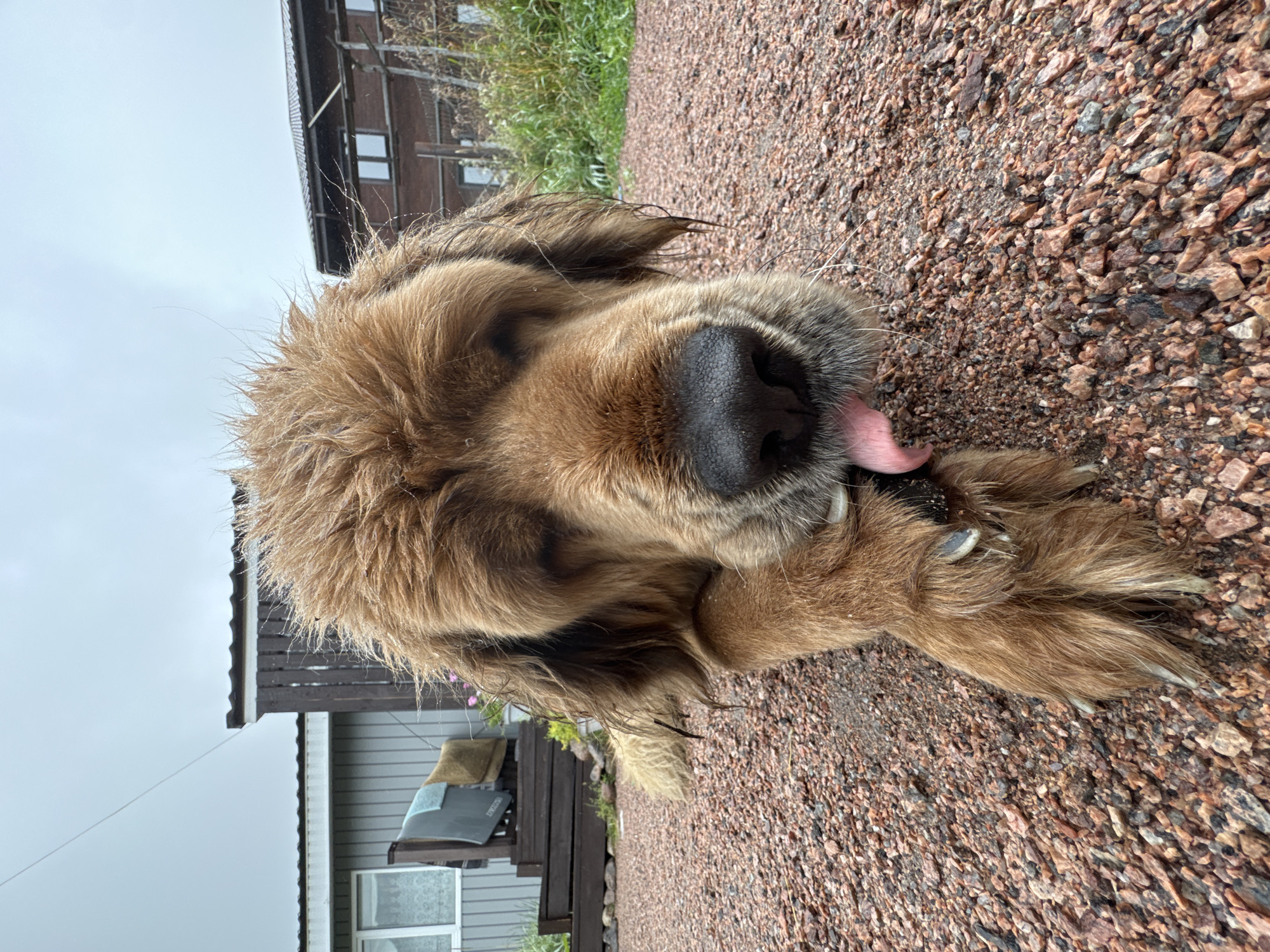 The image shows a close-up, low-angle shot of a large, shaggy, golden-brown dog lying on a gravel surface. The dog's eyes are mostly closed, and its tongue is sticking out, appearing wet. Its front paw is raised towards its face, as if grooming or licking it. The dog has wet fur, suggesting it may have recently been in water or it is raining. In the background, there are two structures that appear to be houses or sheds. One is a light-colored building with a dark wooden porch and steps, and some items hanging on the wall. The other is a darker, possibly brick building with multiple windows, and some greenery and a wooden fence in front of it. The sky is overcast and gray. The overall environment suggests a rural or suburban setting, consistent with the location of Kempelevo, Russia.