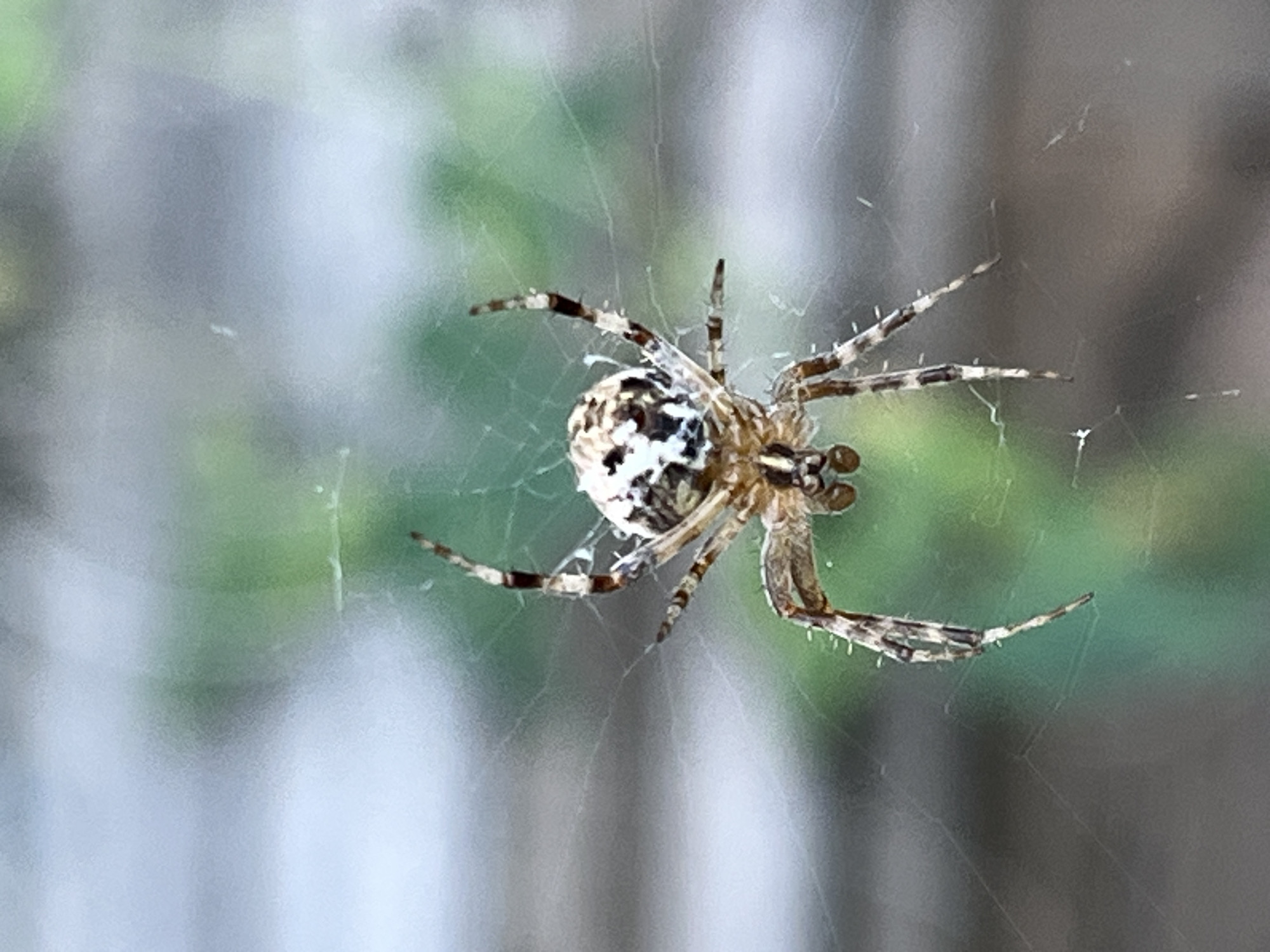A close-up, eye-level shot captures a spider suspended in its web. The spider, primarily brown and white, is positioned in the center of the frame, with its legs extended outwards. Its body is rounded, and its legs are segmented with dark bands. The web is intricate and delicate, with fine strands visible. The background is blurred, showing a mix of green and gray hues, suggesting an outdoor environment with foliage and possibly a fence or wall. The lighting is soft, highlighting the spider and its web against the out-of-focus backdrop. There is no visible indication of human presence or any specific urban features that would pinpoint the location to Krasnyye Barrikady, Russia, or any other specific city.