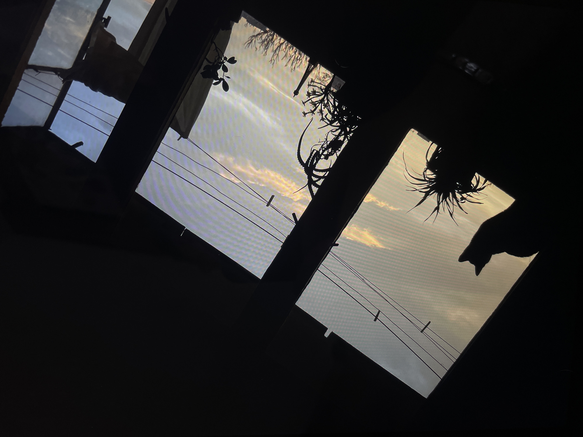 The image captures a view through multiple window panes with silhouettes of indoor plants and a cat's head. Outside, the sky is visible with faint clouds, suggesting either dawn or dusk. A clothesline with clothespins spans across the panes. The location is unknown.