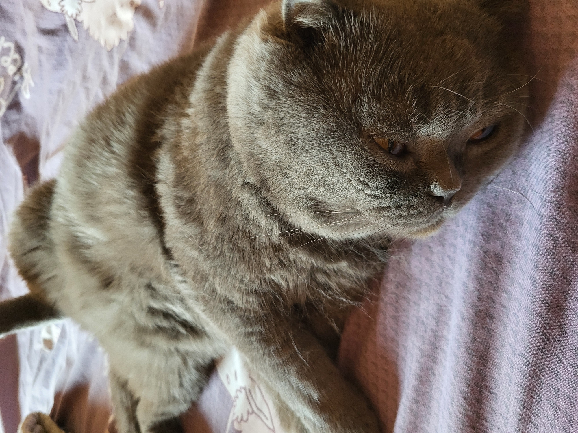 A gray Scottish Fold cat lies on a lavender-colored surface with a floral pattern. The cat is positioned diagonally across the frame, with its head and shoulders taking up the upper right portion. Its eyes appear to be closed or partially closed. The location is Unknown, Unknown.