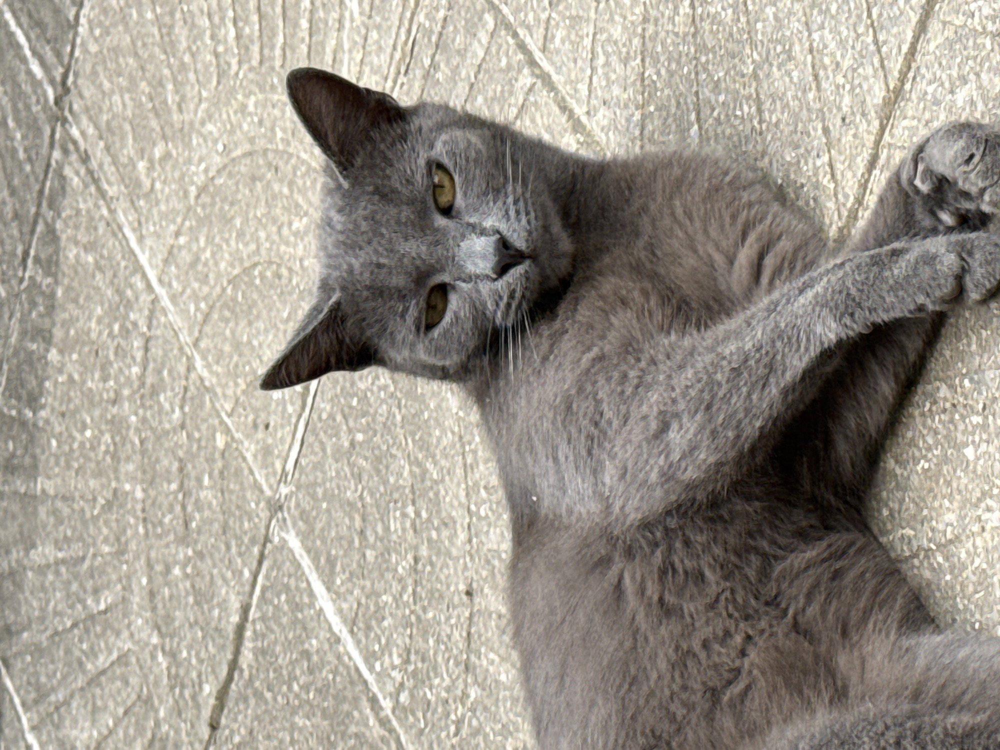 A gray cat lies on a textured, light-colored paved surface. The cat is oriented with its head turned towards the viewer and its body stretched out to the left. The cat's fur is short and appears to be a uniform gray color. It has yellow eyes and pointed ears. The paved surface is composed of rectangular tiles with visible grout lines and a slightly rough texture. The lighting suggests it is daytime, casting subtle shadows. The scene appears to be outdoors, likely in a public or residential area. There is no indication of a specific location within Sofia, Bulgaria.