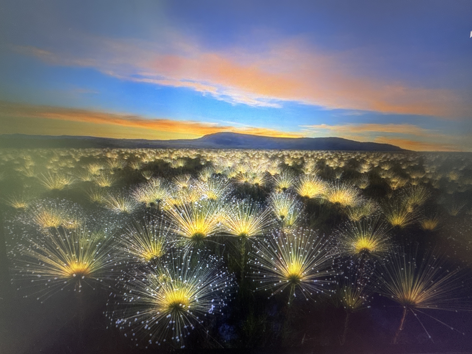 This is a landscape photograph of a vast field of distinctive plants resembling dandelion seed heads, illuminated by the warm glow of a sunset. The plants are characterized by their radial arrangement of thin, white filaments emanating from a bright yellow center. These filaments are dotted with small, spherical particles, giving them a dew-kissed or crystalline appearance. The field stretches towards a distant, hazy mountain range silhouetted against the horizon. The sky above is a gradient of colors, transitioning from deep blue at the top to vibrant oranges and pinks near the horizon, indicating the setting of the sun. There are no people or structures visible in the image. The location is identified as the city administration of Stepnogorsk, Kazakhstan.