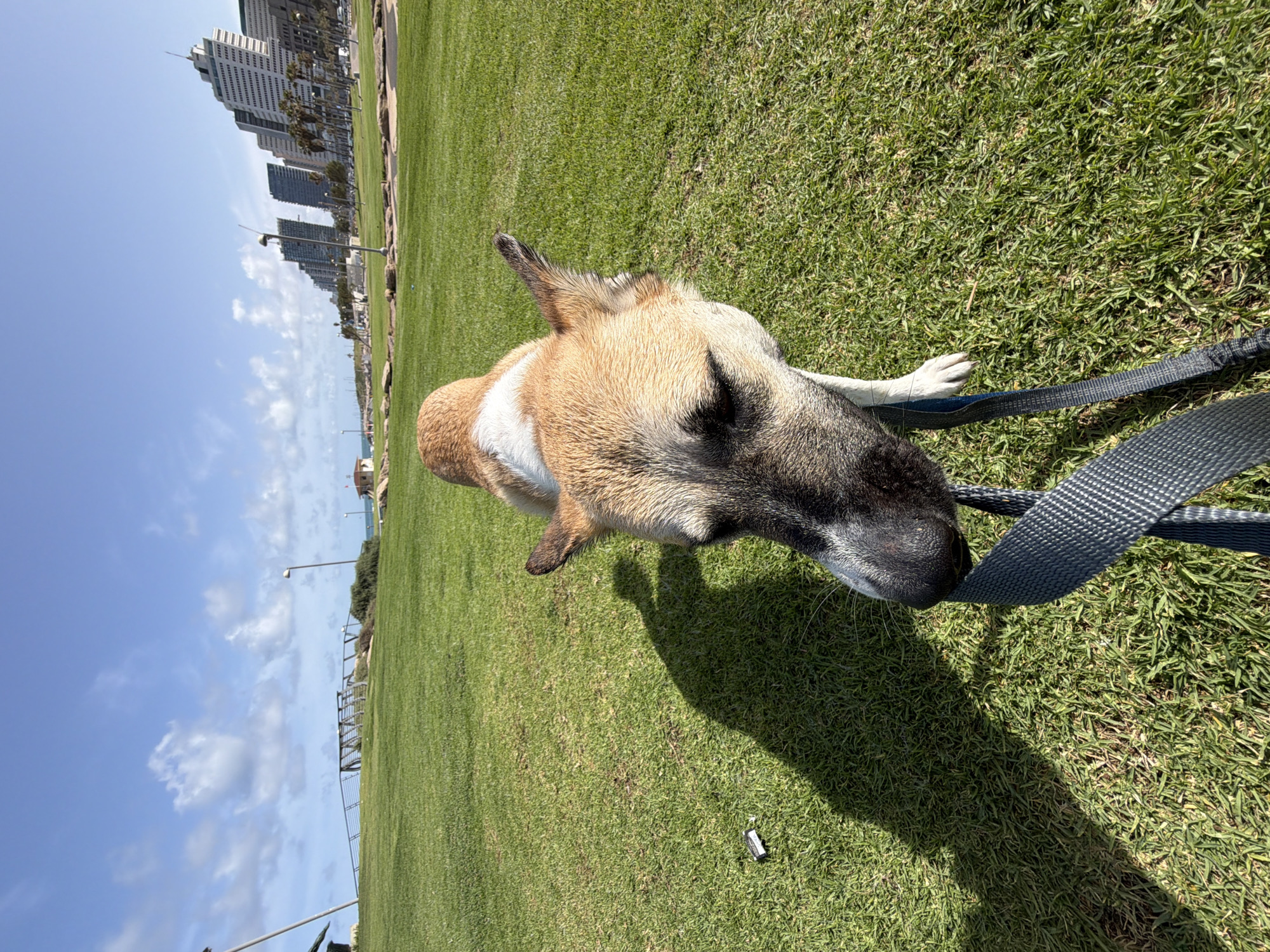 A tan and white dog with a black nose lies on a grassy field on a sunny day in Tel Aviv, Israel. The dog is attached to a gray leash. In the background, buildings and skyscrapers are visible, indicating the urban setting of Tel Aviv. A fence borders the park area.