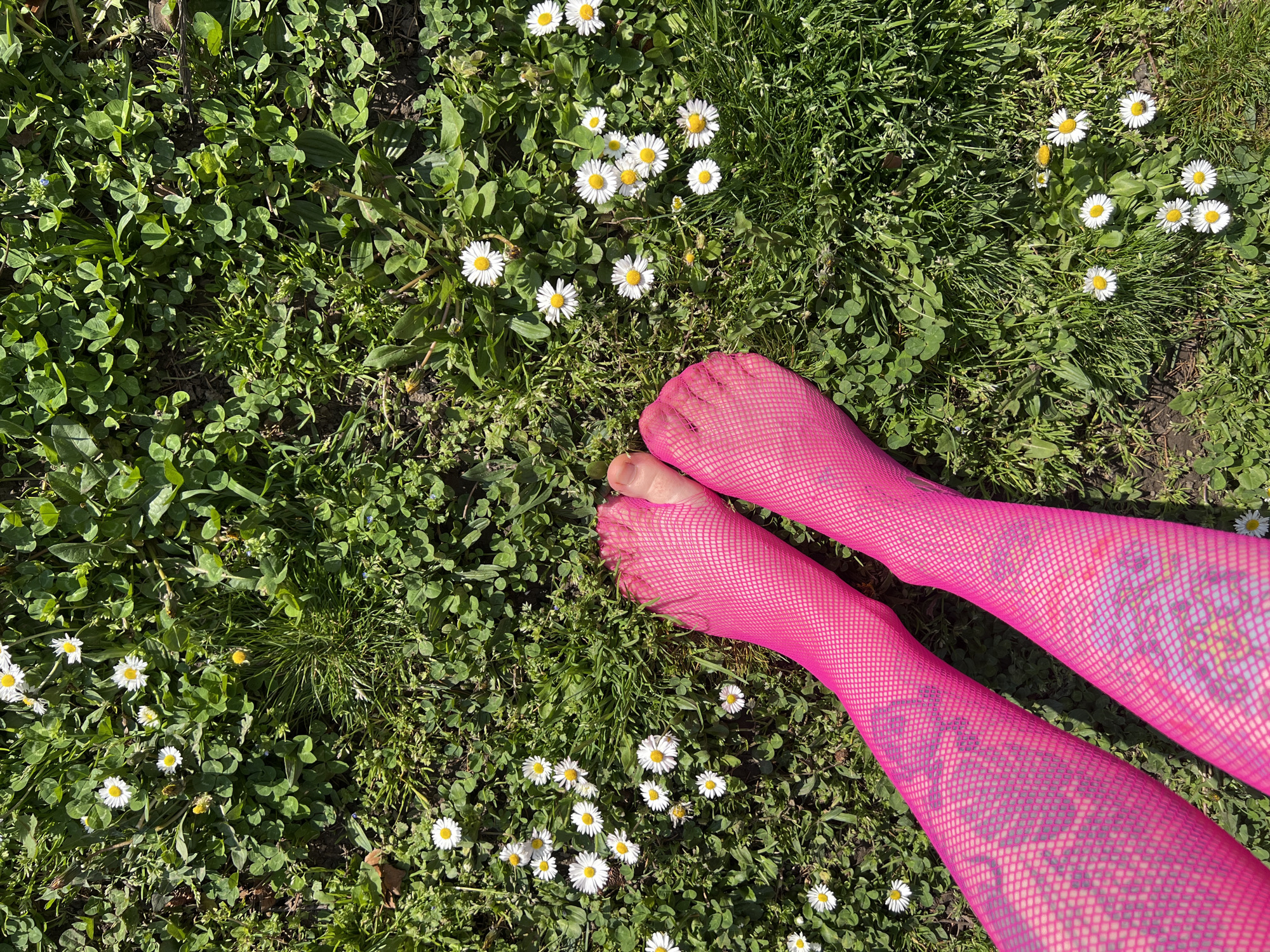 A high-angle, full-shot photograph depicts two legs adorned in pink fishnet stockings resting on a patch of grass interspersed with daisies. The location is not discernible beyond an outdoor grassy area. No specific city or country landmarks are visible. The subject is the lower part of a person wearing distinct pink fishnet stockings. The environment is a patch of green grass with small white daisies. The scene is set in daylight.