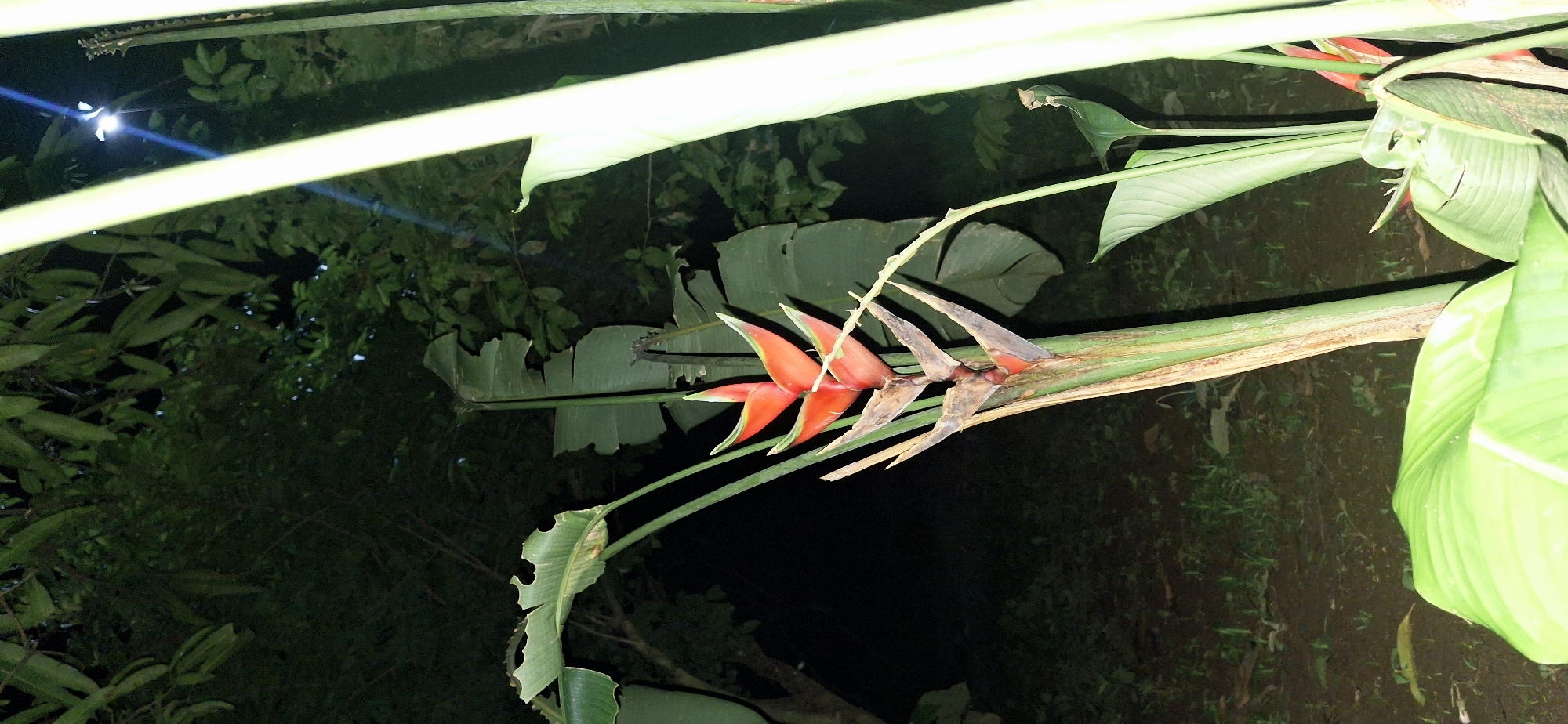 The image shows a close-up of a Heliconia flower with vibrant red and yellow petals, set against a dark, out-of-focus background of foliage. The flower is in the foreground, with its distinctive bracts arranged in a fan-like shape. Several large, green leaves of the plant are visible, some partially obscuring the flower. The overall lighting suggests it is either dusk or nighttime, with a light source creating some highlights and shadows on the leaves and flower. The ground below appears to be covered with dirt and sparse vegetation. The scene is natural and appears to be outdoors, possibly in a garden or a tropical environment. There are no people or animals visible in the image. The image does not provide any specific information about the location in Vallecito, Venezuela, beyond the general context of it being a natural scene.