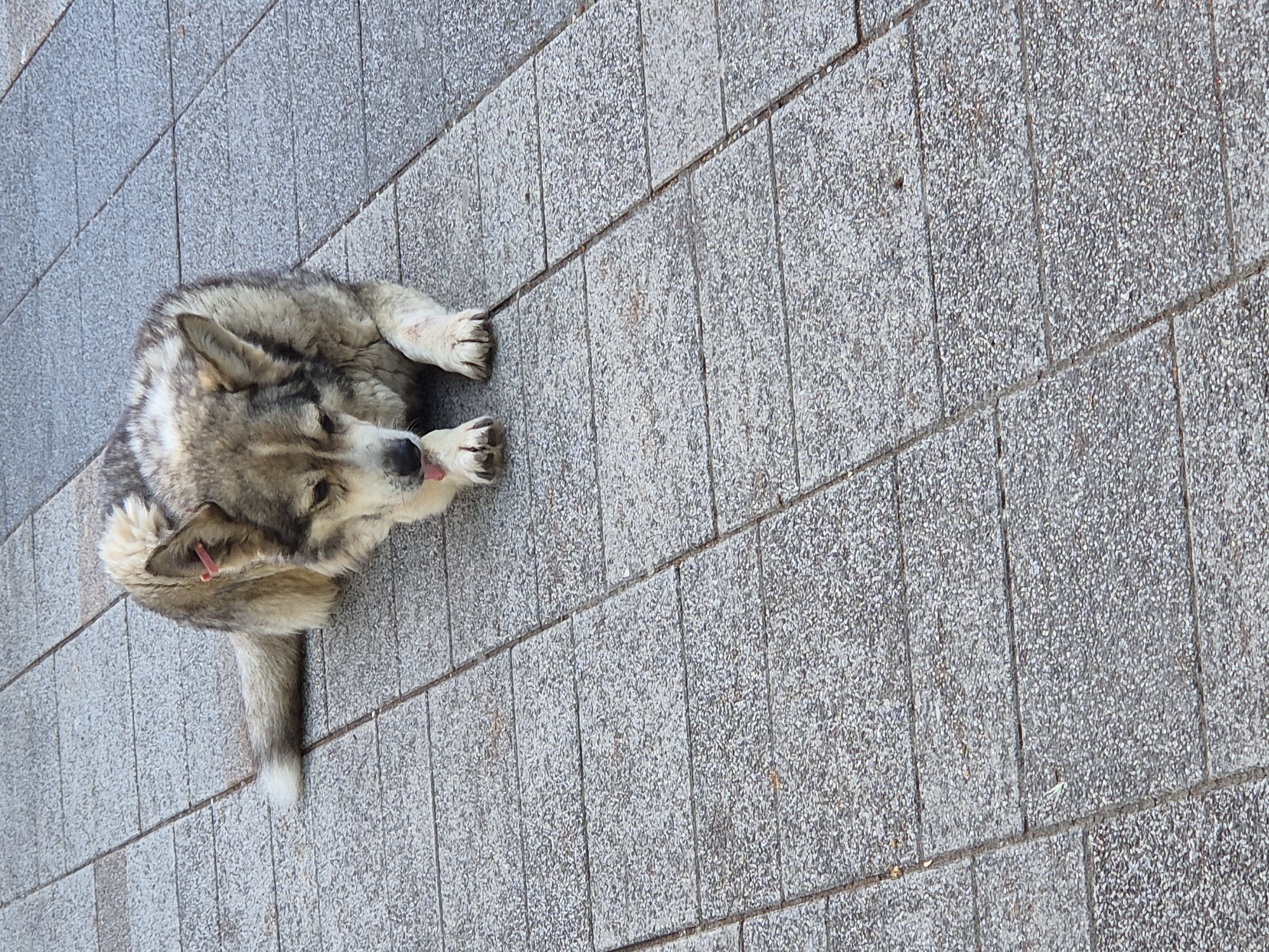 A medium-sized dog with a wolf-like appearance, predominantly grey and tan in color, is lying on a patterned gray paved surface. The dog has a pink tag or band attached to its left ear. Its tongue is partially extended, and its front paws are touching. The background consists of the same gray paved surface, laid out in a rectangular pattern. The lighting suggests it is daytime.