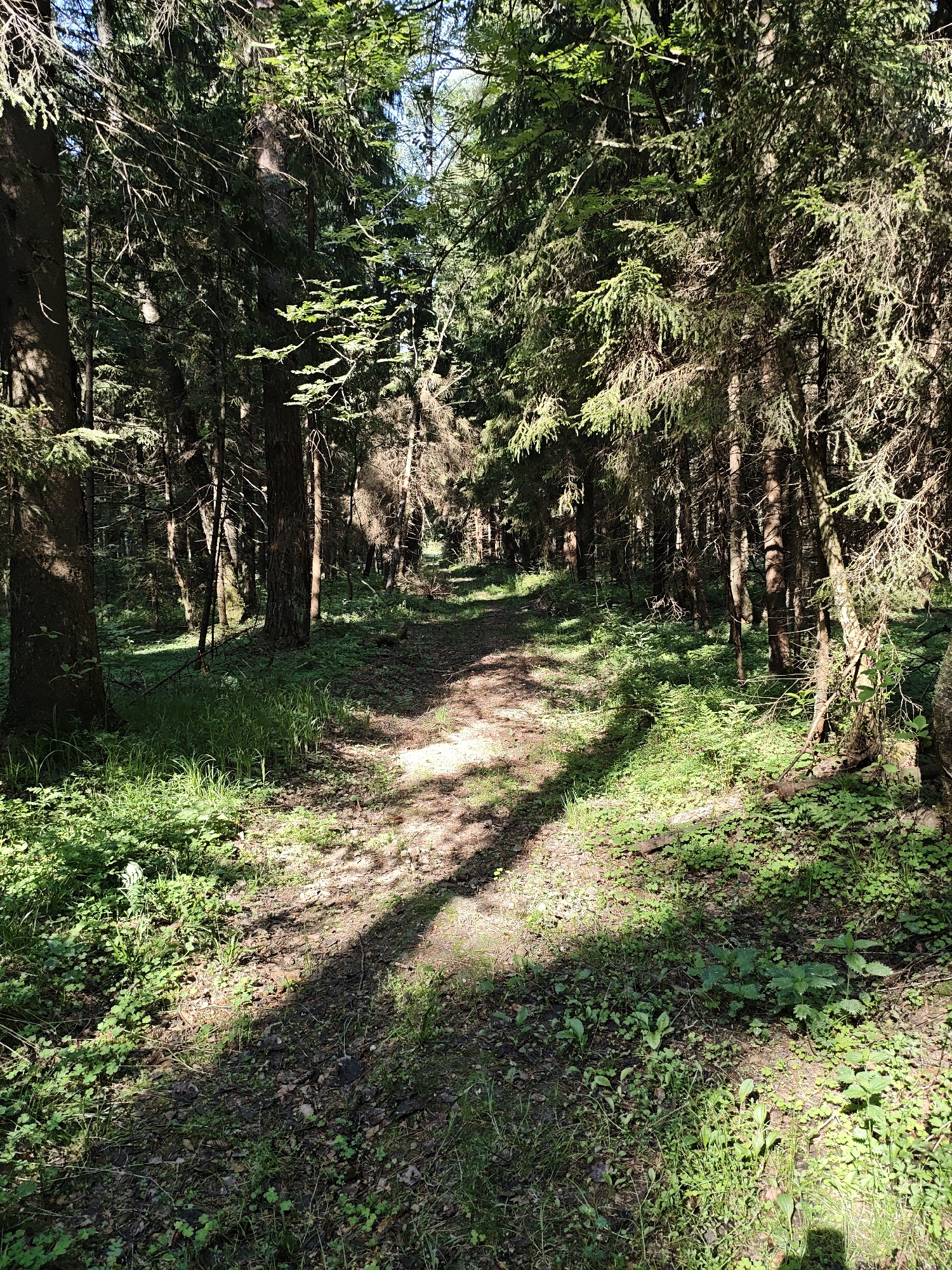 A forest path in Боровково, Russia. The path is dirt, with scattered leaves and some patches of grass. Trees line both sides, casting shadows on the path. Sunlight filters through the canopy. The undergrowth is lush and green. There are no people or animals visible.
