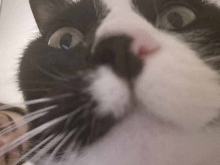 The image displays an extreme close-up, inverted view of a black and white domestic cat, occupying the majority of the frame. The cat's left eye (from the viewer's top-left) and right eye (from the viewer's bottom-center-left) are visible, featuring dilated pupils and greenish-yellow irises. A pink nose is discernible near the center of the frame, situated on the cat's white muzzle. Black fur covers the upper facial areas, while white fur encompasses the muzzle and throat. Prominent white whiskers extend diagonally from the cat's lower right facial area towards the bottom-right corner. A portion of a human face, including a chin and mouth, is partially visible in the bottom-right quadrant, obscured by the cat's whiskers and fur. The background is an indistinct, light-colored surface, indicative of an indoor environment. The perspective suggests a camera held low, pointing upwards towards the cat. The visual content of the image offers no specific geographical markers to determine a location within the city of Strasbourg, France.