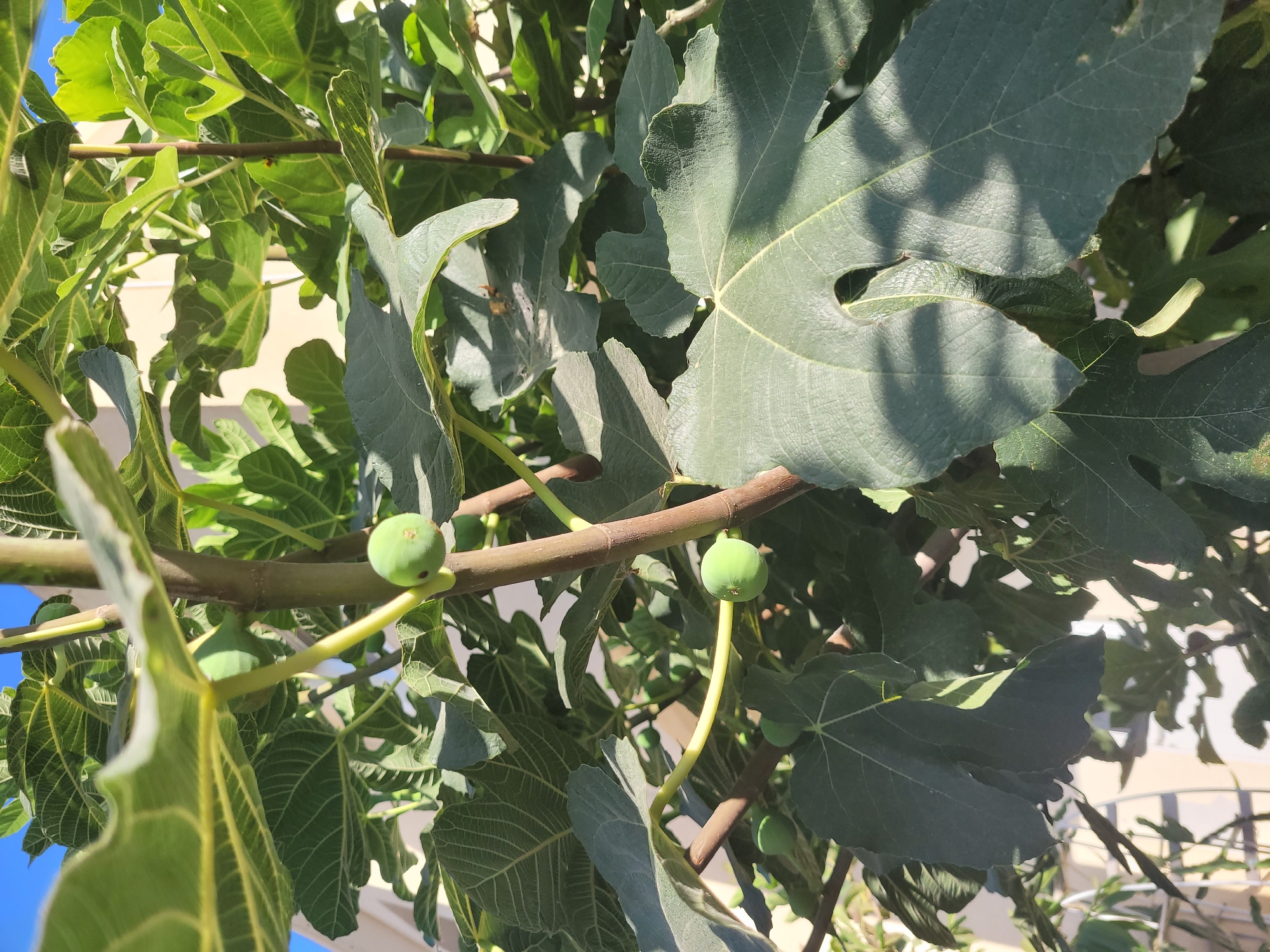 The image shows a close-up view of a fig tree with several green figs on its branches. The leaves of the tree are large and dark green, with prominent veins. The sunlight casts shadows on the leaves, creating a textured effect. In the background, a light-colored building and a clear blue sky are visible. The scene appears to be an outdoor setting in the city of Episkopi, Cyprus.