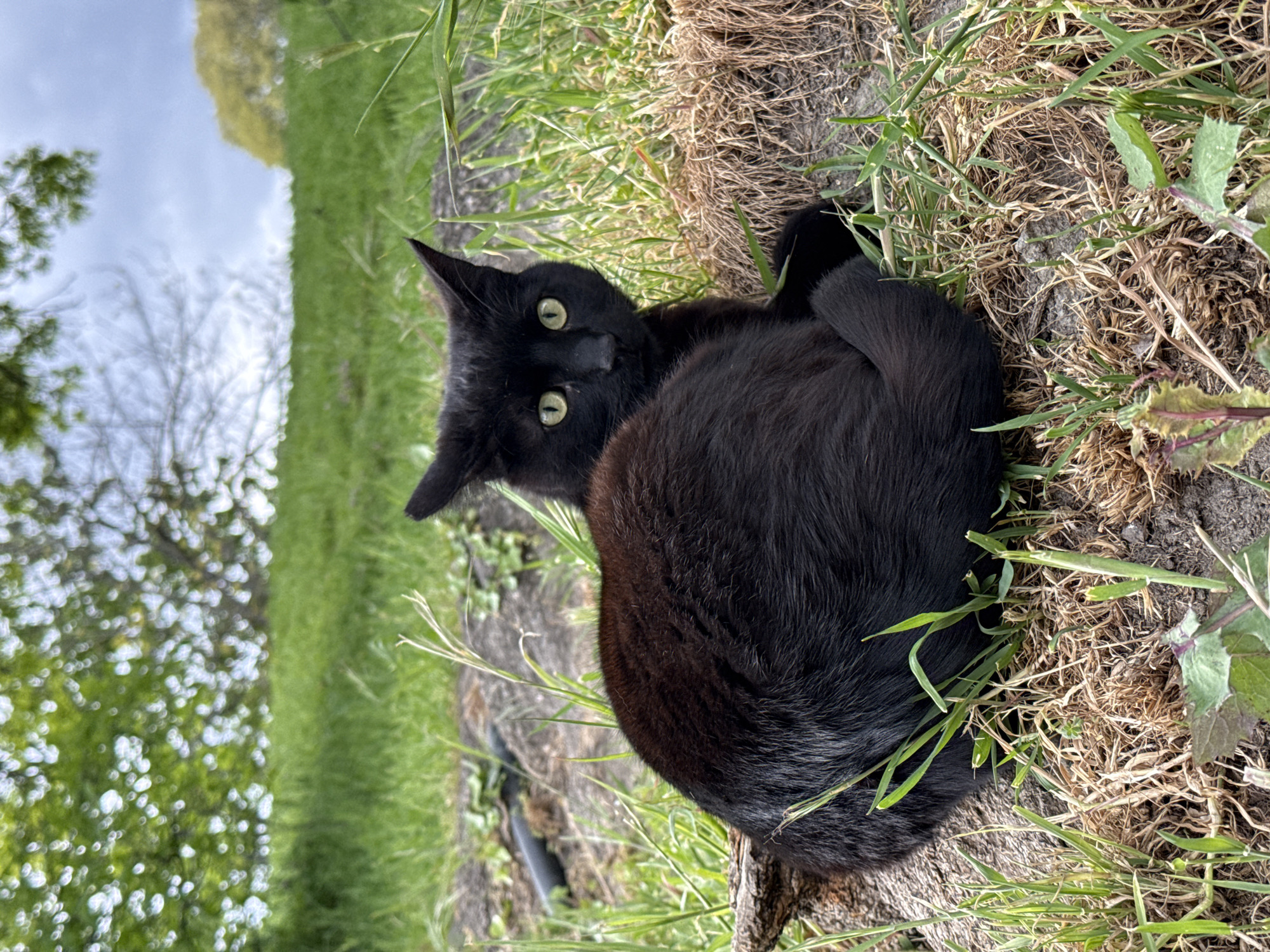 A black cat with green eyes is curled up in a grassy area next to a dirt path. The cat is looking directly at the camera. The background shows a grassy field with trees and a cloudy sky. No indications are present that would indicate the location as Varna, Bulgaria.