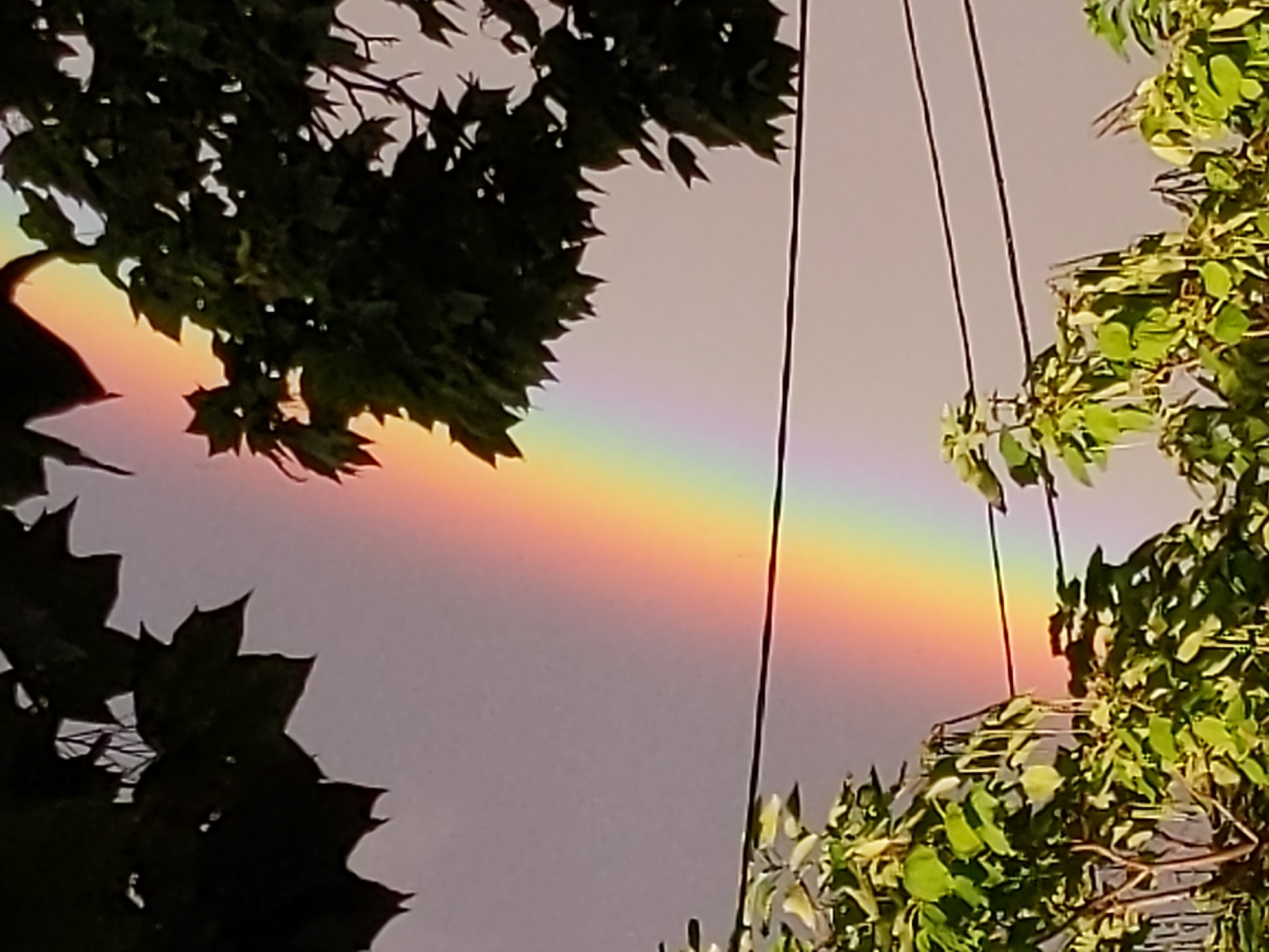 A full-frame, medium shot captures a natural phenomenon with man-made elements. A vibrant rainbow arches diagonally from the bottom left to the upper right of the frame, its colors distinct against a muted, overcast sky. The sky is a uniform grey, with a slight gradient towards a pale orange hue near the upper right corner, suggesting a sunset or sunrise.
Framing the scene are dark, silhouetted tree branches and leaves at the top and bottom of the image. The leaves at the top are sharply defined with pointed edges, while the foliage at the bottom is softer and more diffuse. Between the upper and lower foliage, and intersecting the rainbow, are three thin, black wires, likely power or telephone lines, stretched horizontally across the frame. The wires are positioned at different heights, with the lowest wire cutting through the bottom portion of the rainbow. The overall impression is one of nature's beauty juxtaposed with the utilitarian structures of urban or suburban life.