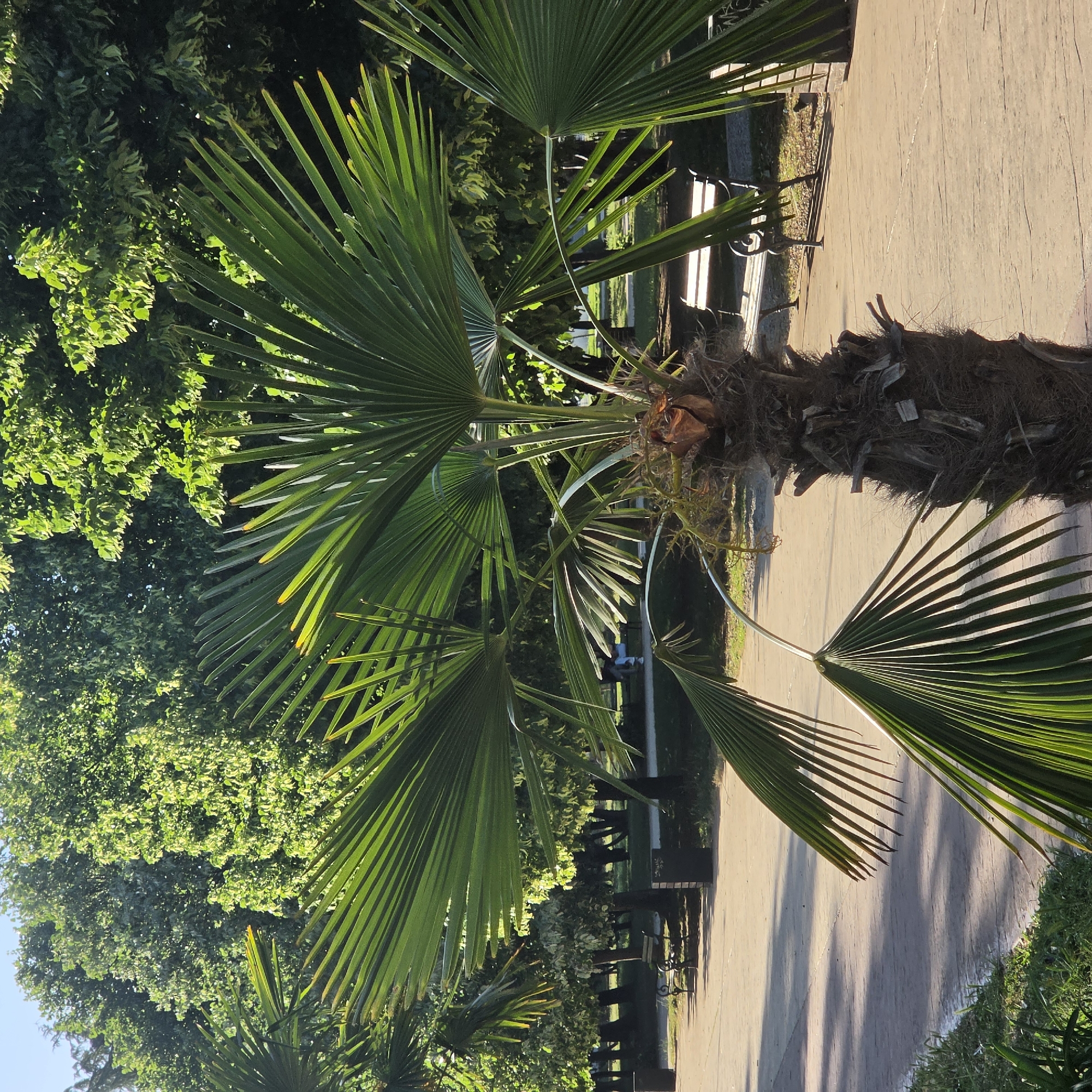 A palm tree stands on a paved walkway in a park-like setting. Benches are positioned along the walkway. Dense green foliage is visible in the background. The photo appears to be taken in Podgorica, Montenegro, given its geographical features.